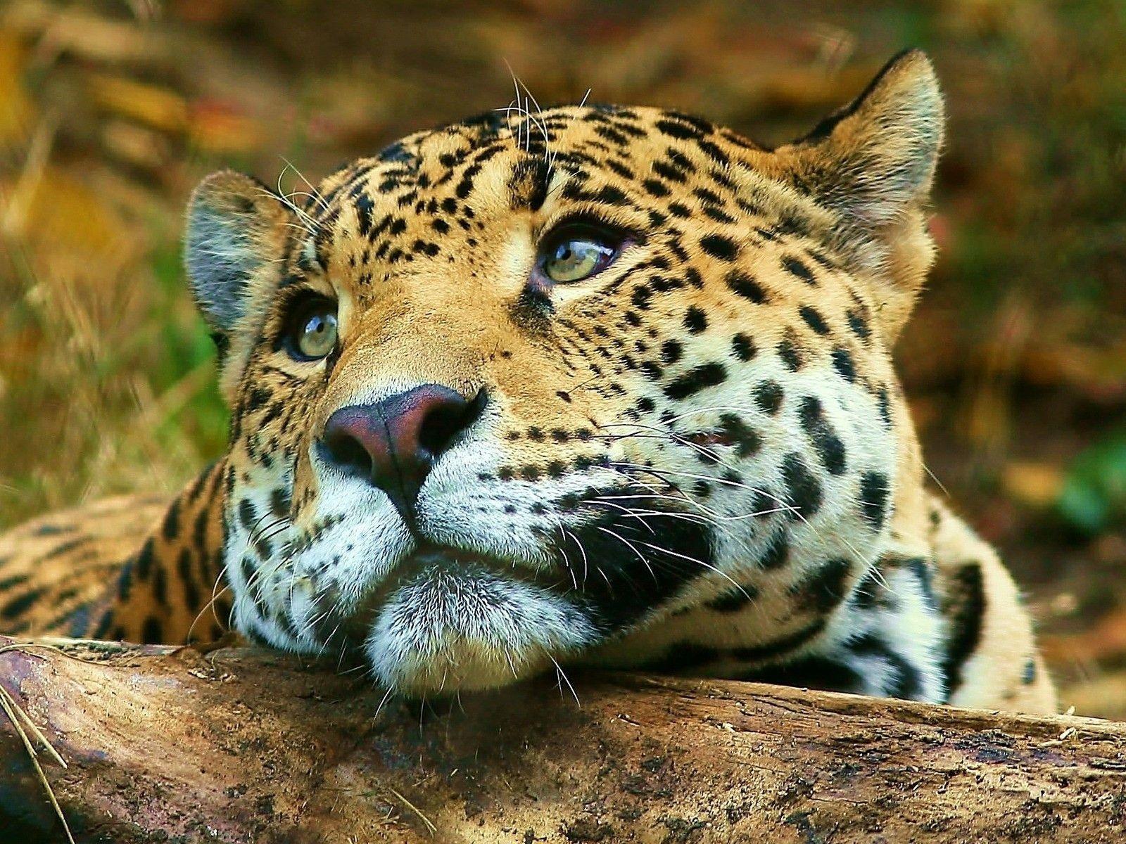 Big Cat Wallpapers Wallpaper Cave