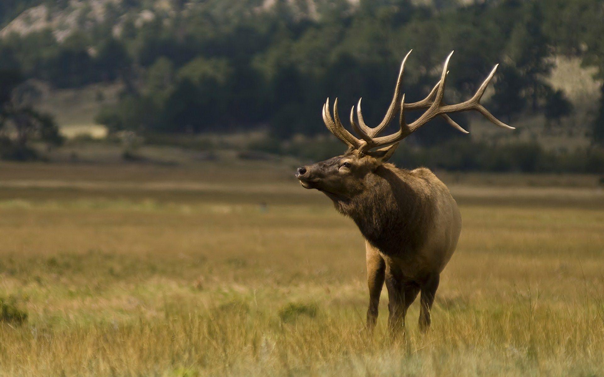 Elk Wallpapers Wallpaper Cave