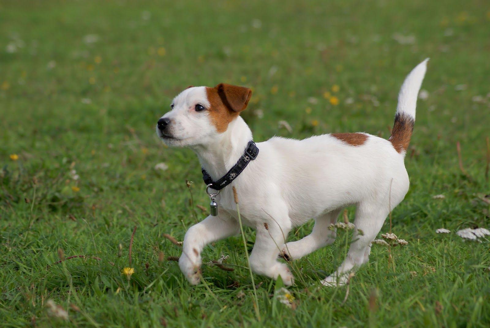 Jack Russell Terrier Dog Wallpapers Wallpaper Cave