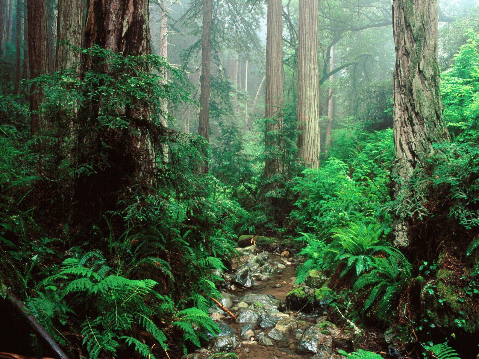 Redwood Forest Wallpapers Wallpaper Cave