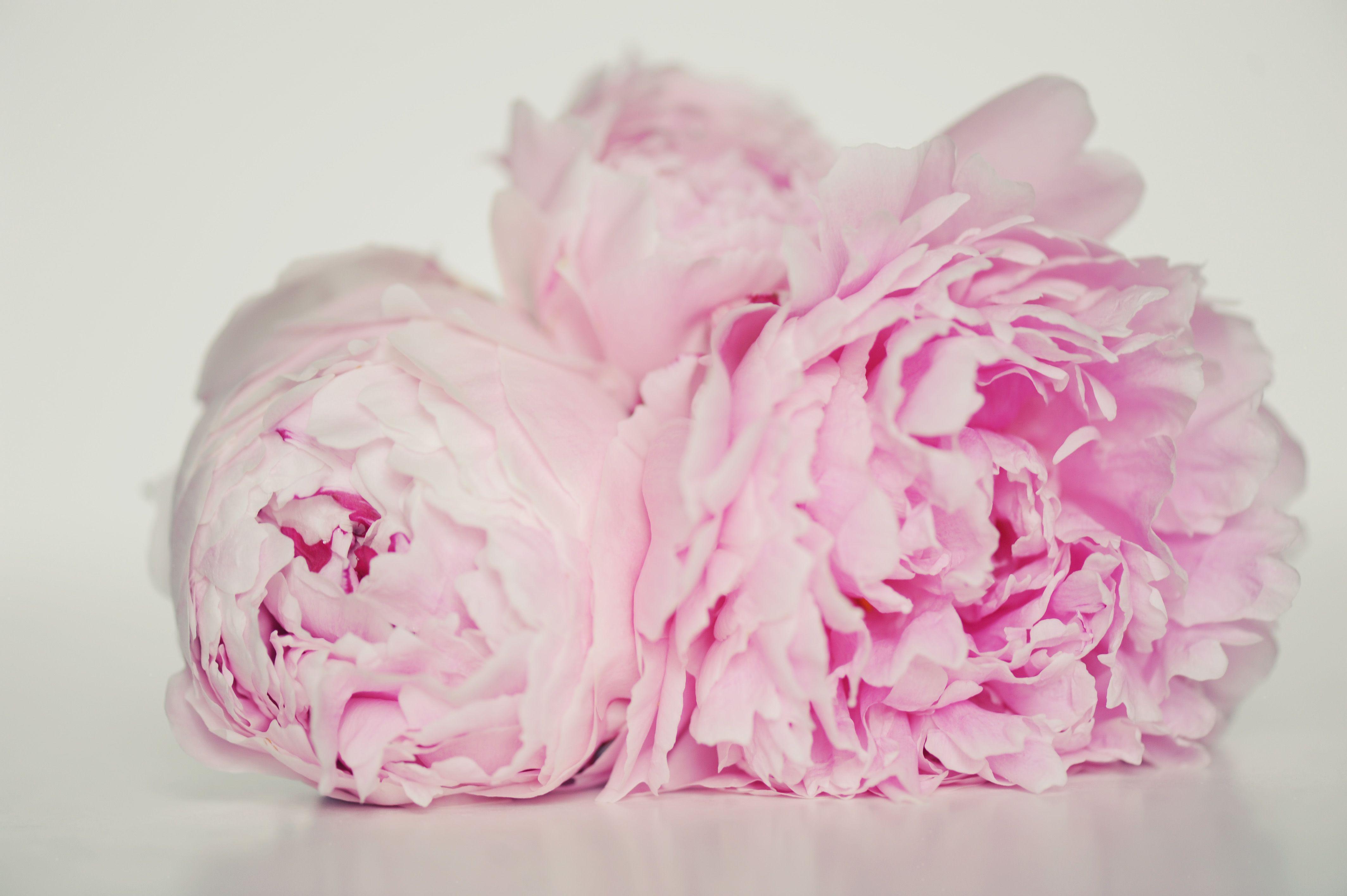 Peony Wallpapers Wallpaper Cave