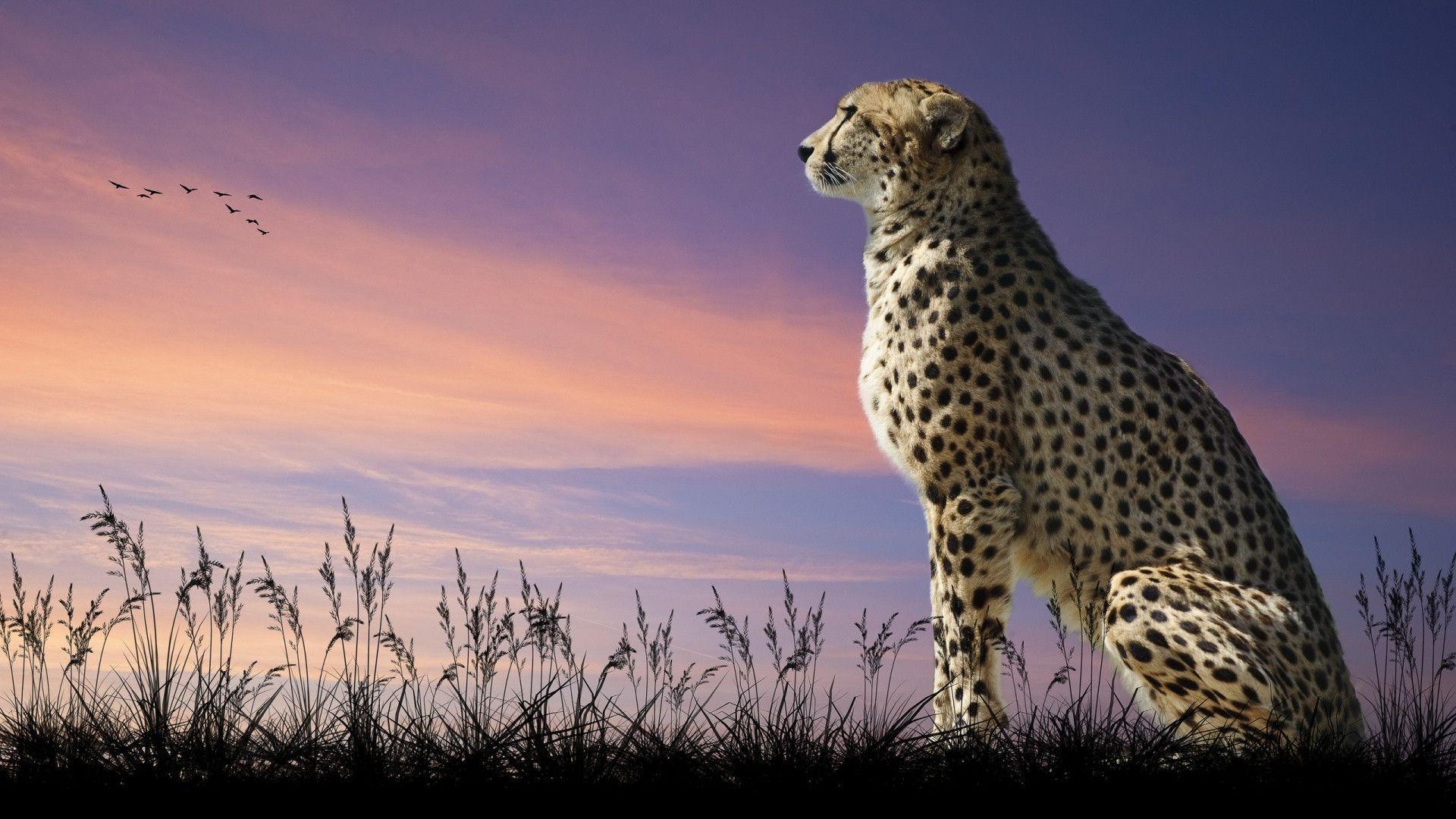 Wallpapers Of Cheetah Wallpaper Cave