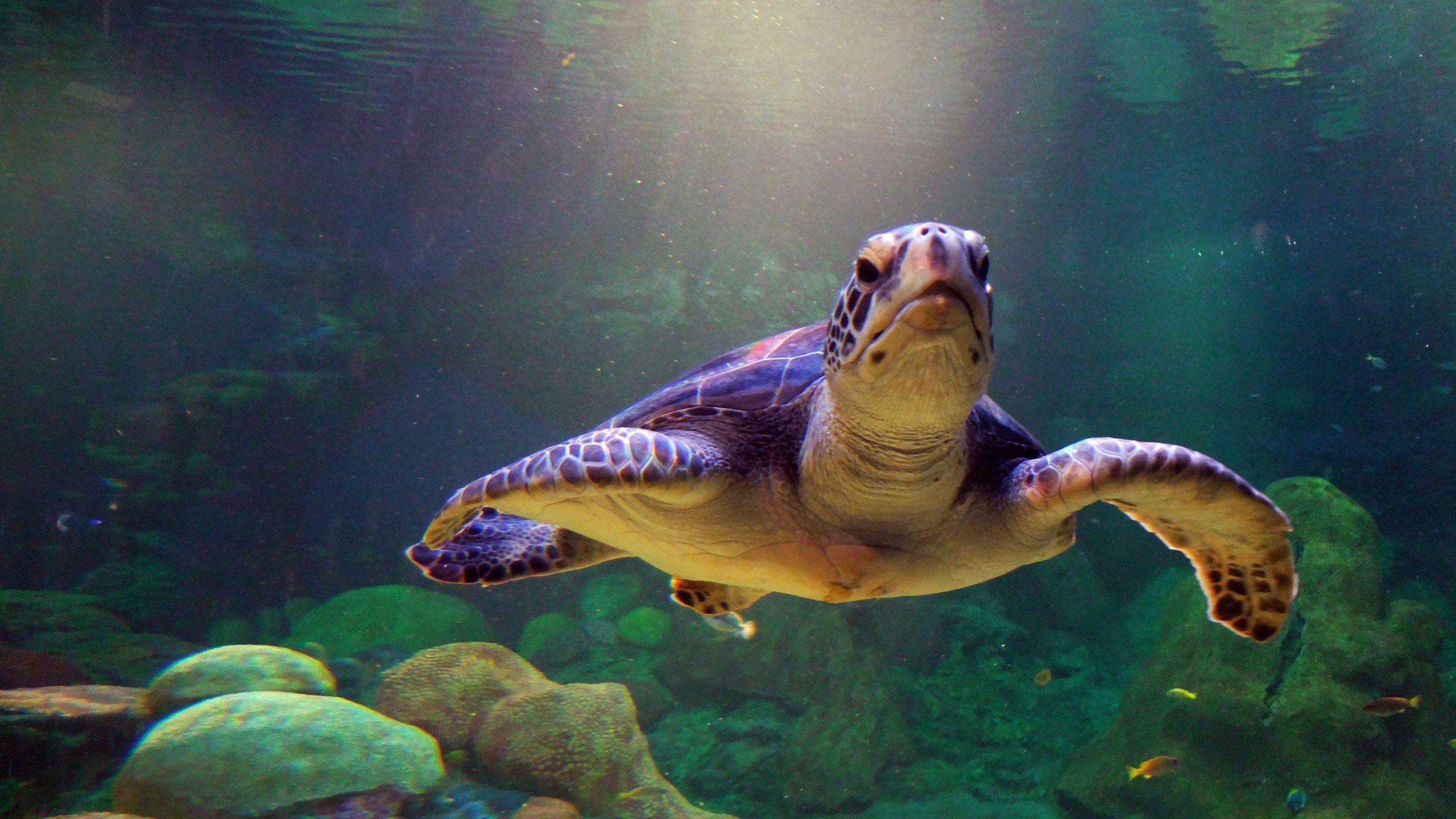 Turtle Wallpapers Wallpaper Cave