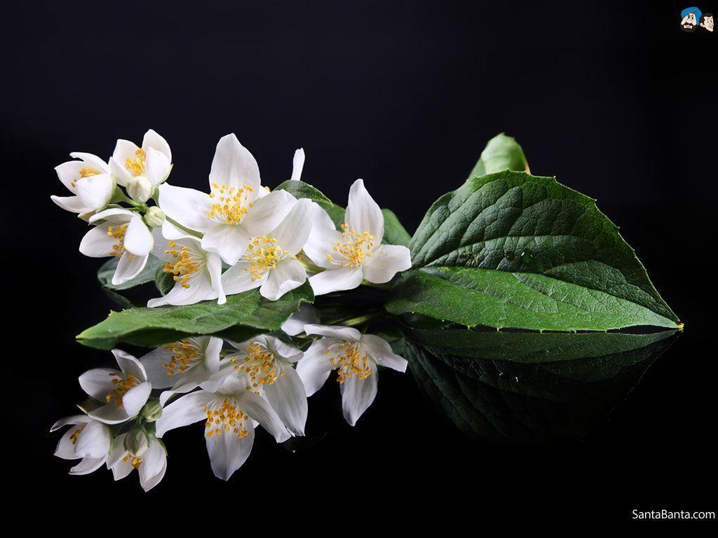 Jasmine Flower Wallpapers Wallpaper Cave