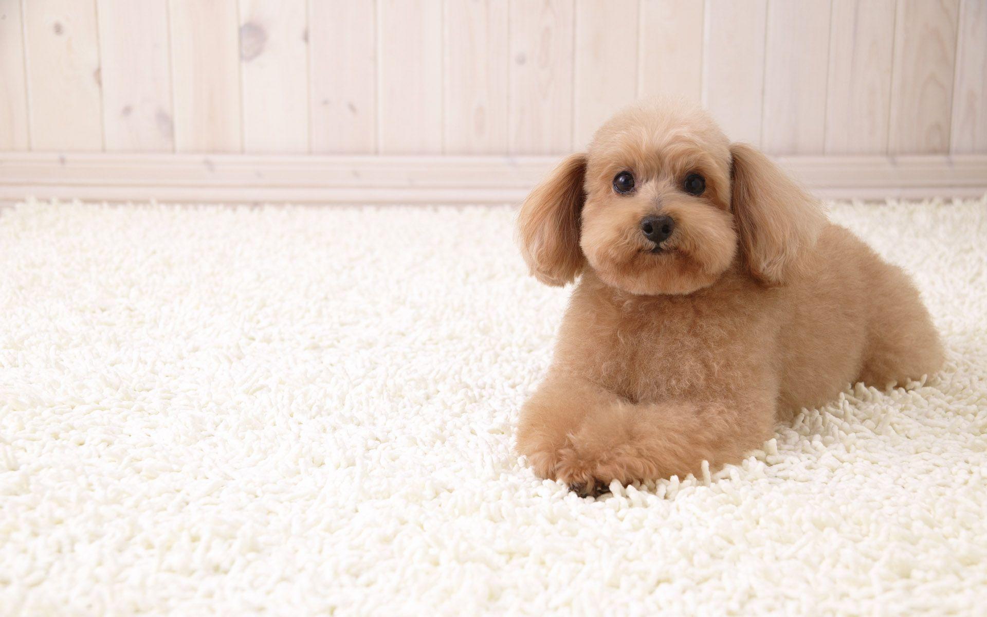Poodle Wallpapers Wallpaper Cave