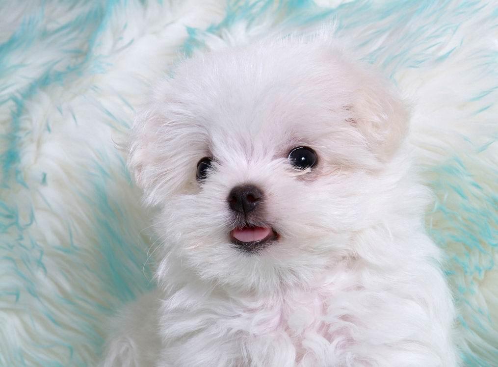 Puppy Wallpapers Wallpaper Cave