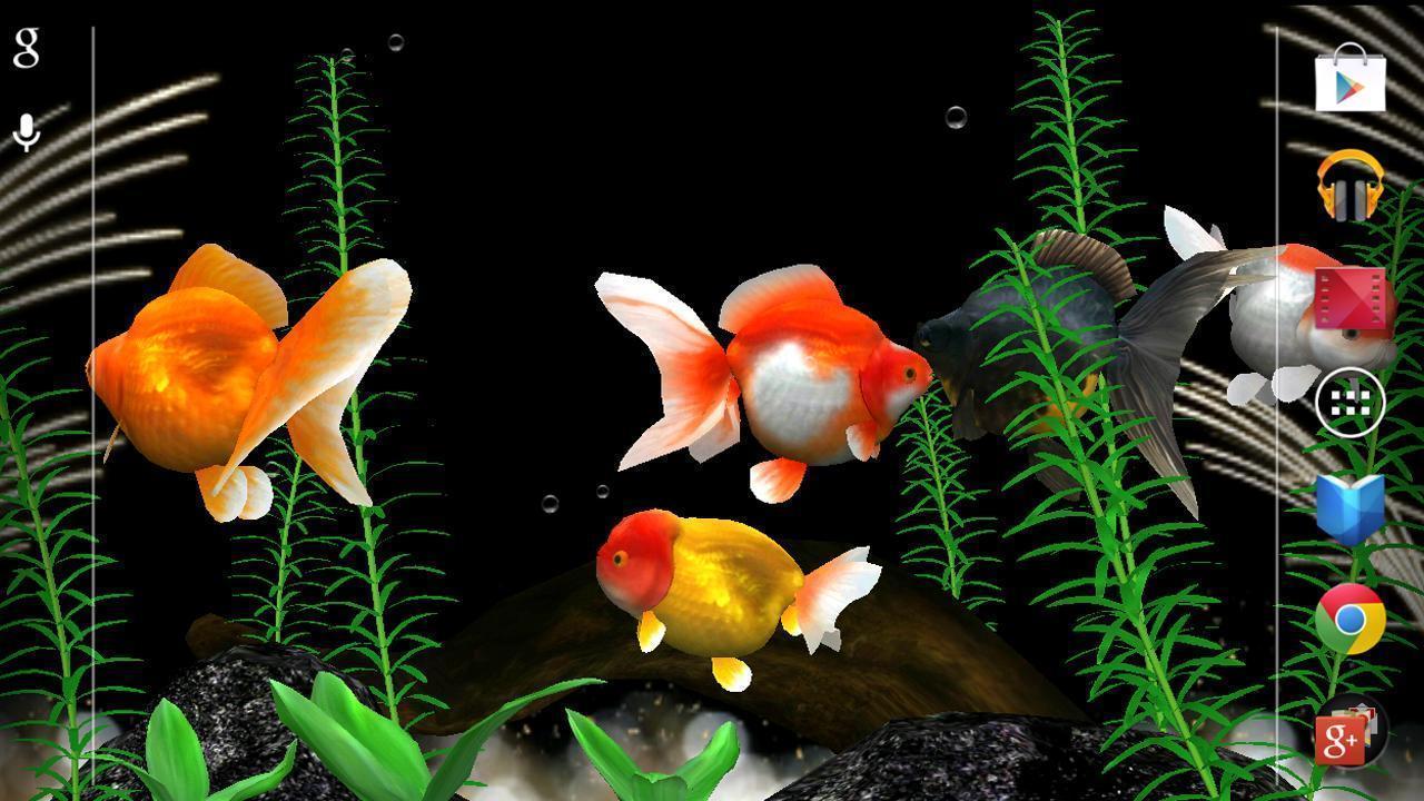 Gold Fish Wallpapers Wallpaper Cave