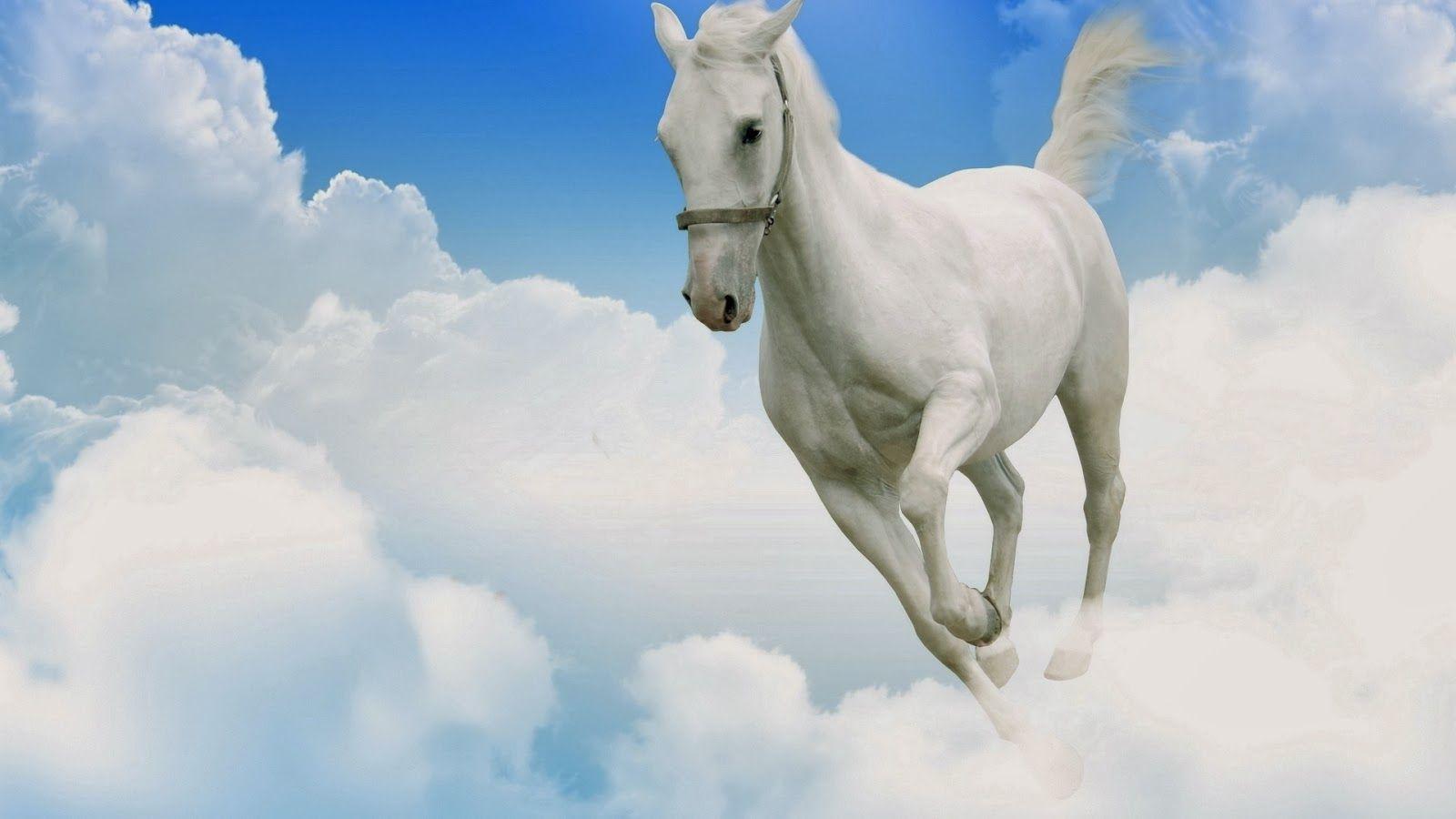White Horse Wallpapers Wallpaper Cave