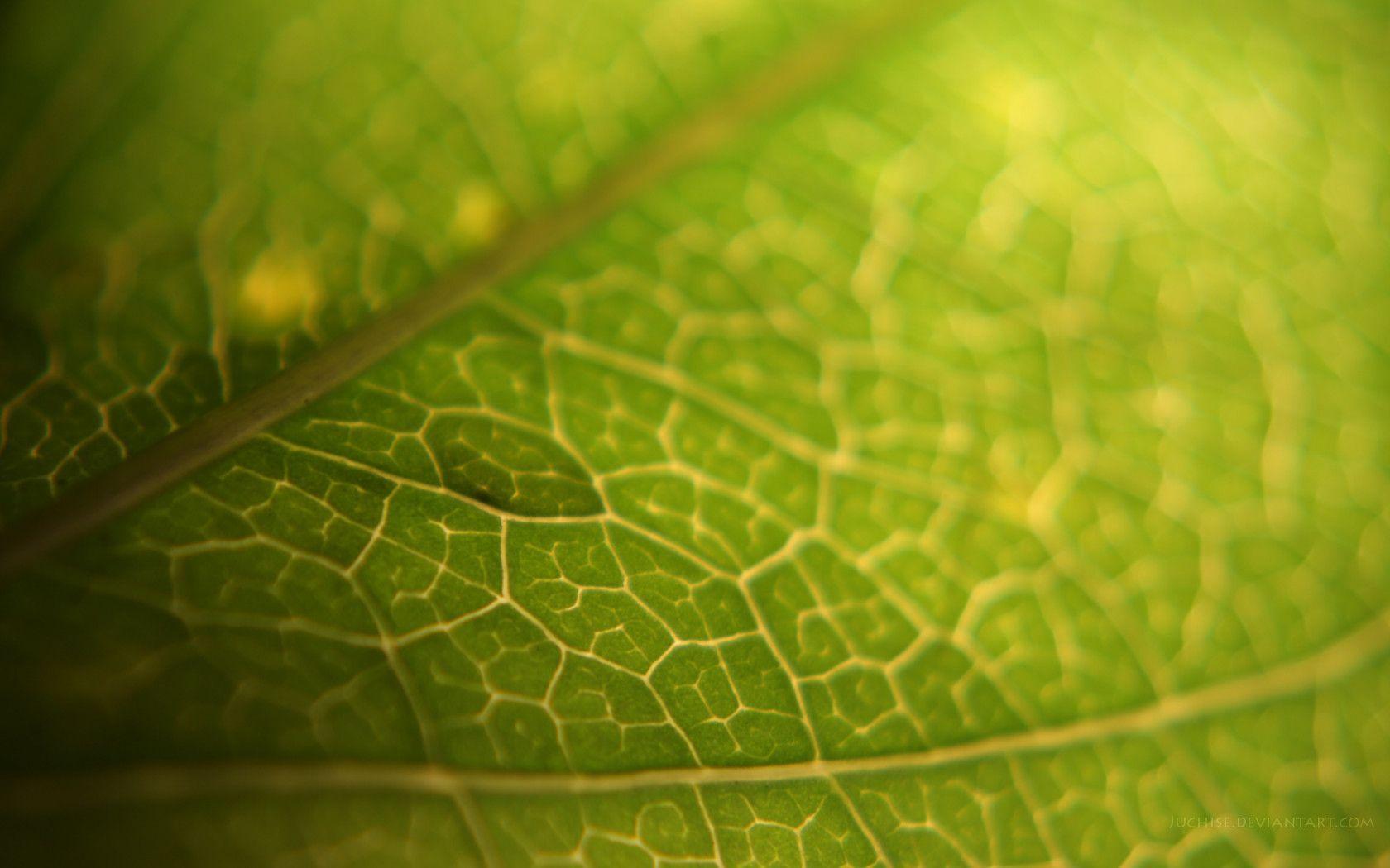 Leaf Wallpapers Wallpaper Cave