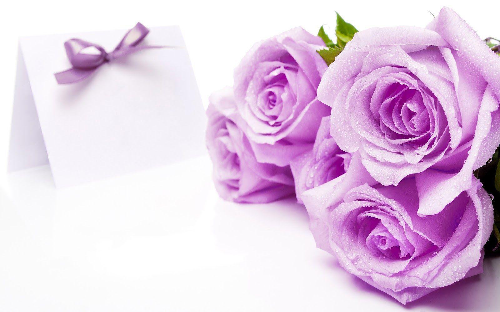 Purple Roses Wallpapers Wallpaper Cave