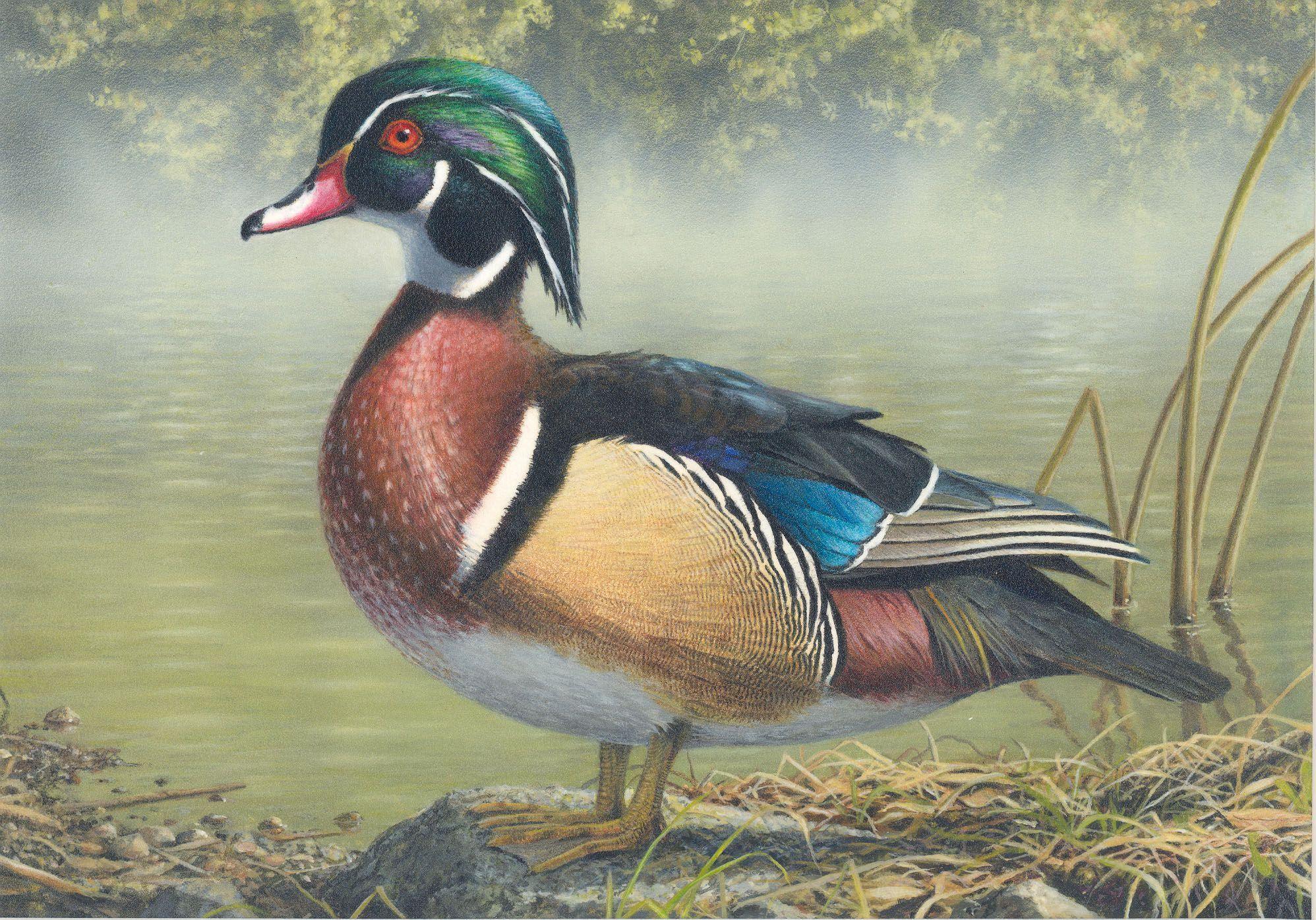 Wood Duck Wallpapers Wallpaper Cave
