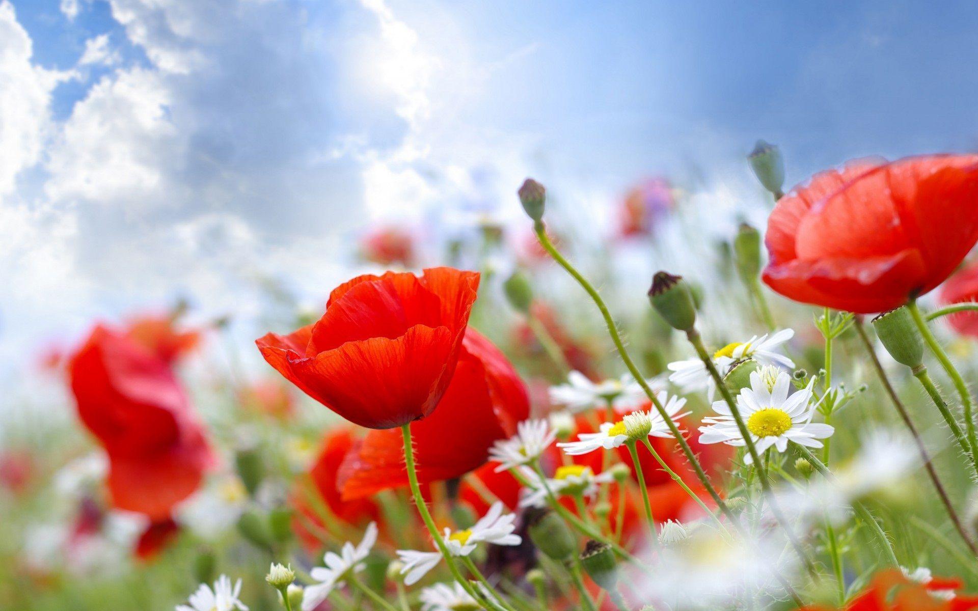 Summer Flower Backgrounds Wallpaper Cave