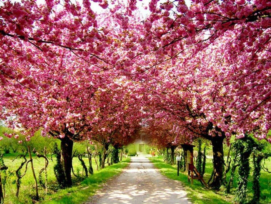 Cherry Blossom Desktop Wallpapers Wallpaper Cave