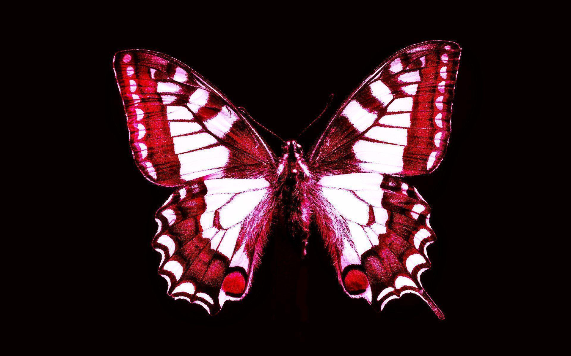 Red Butterfly Wallpapers Wallpaper Cave