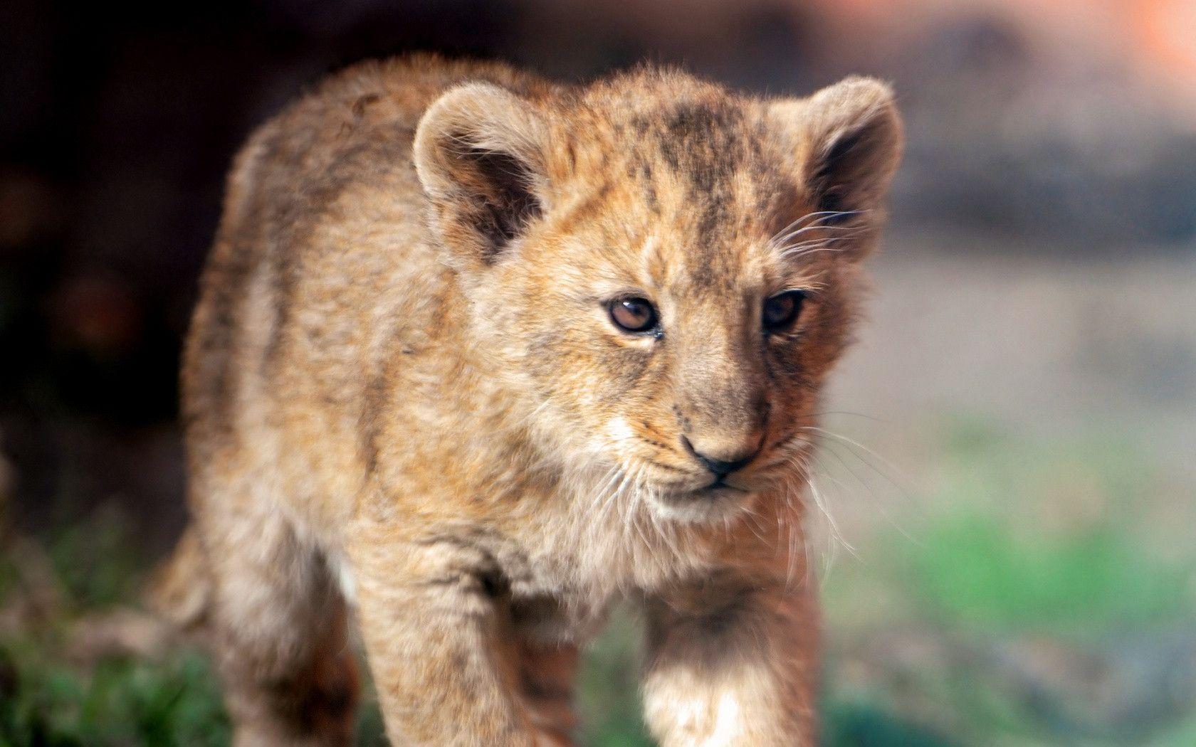 Lion Cub Wallpapers Wallpaper Cave