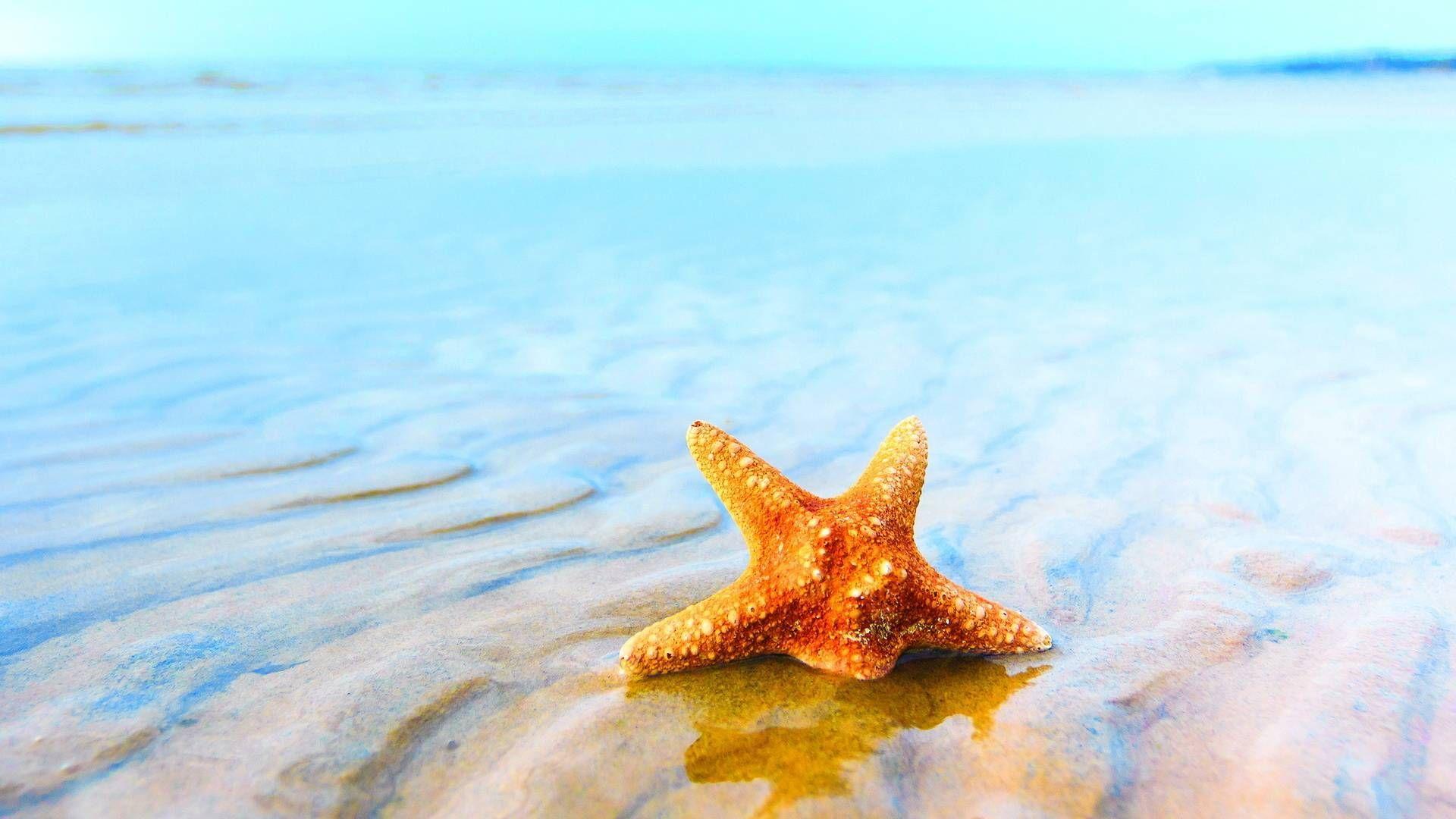 Starfish Backgrounds Wallpaper Cave