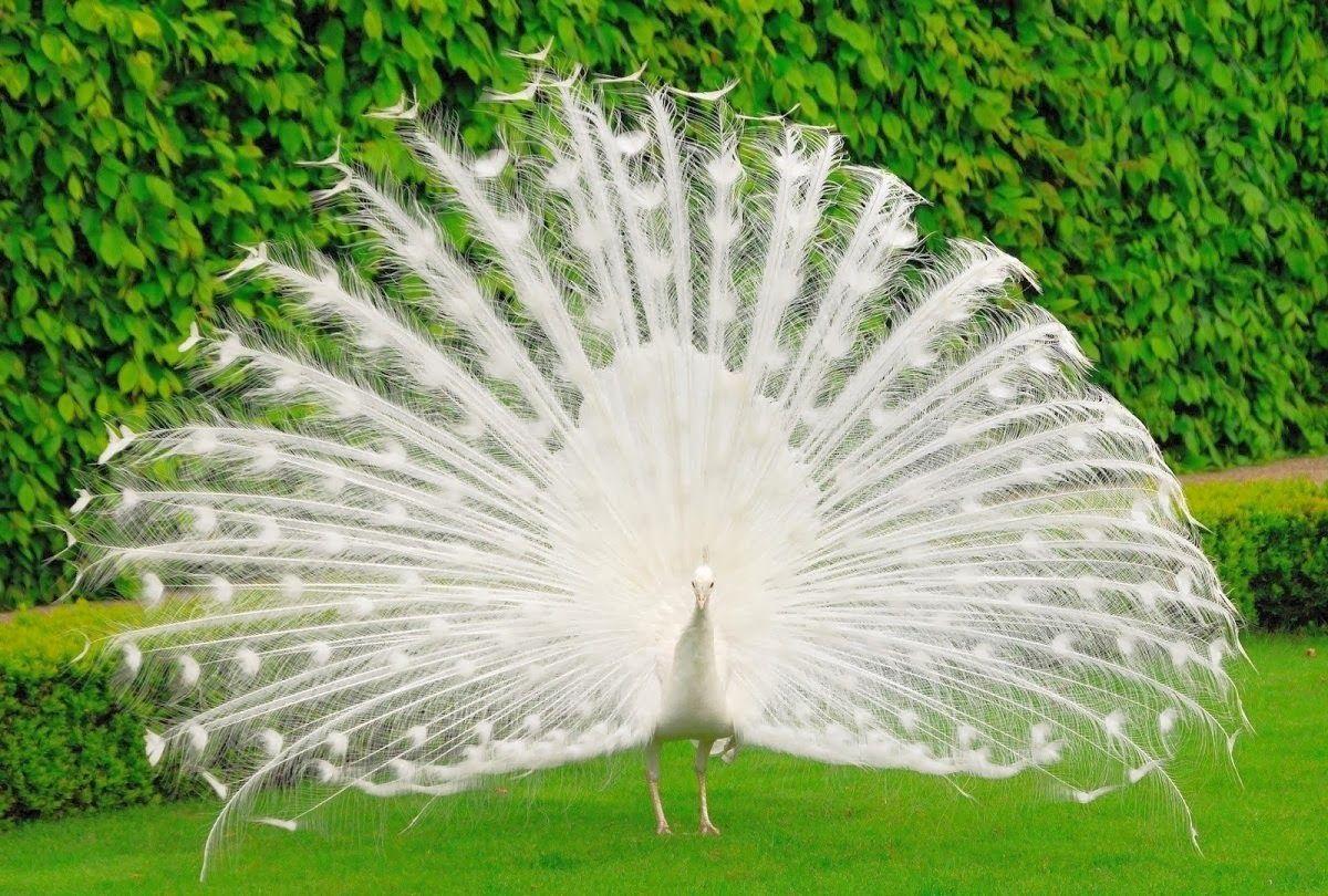 White Peacock Wallpapers Wallpaper Cave