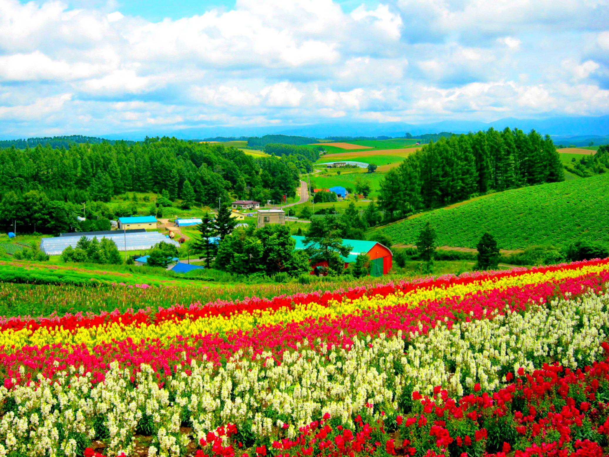 Flower Field Wallpapers Wallpaper Cave