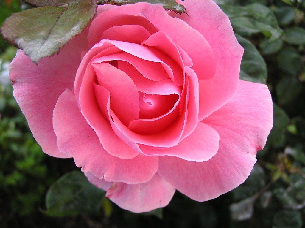 Pretty Flower Backgrounds Wallpaper Cave