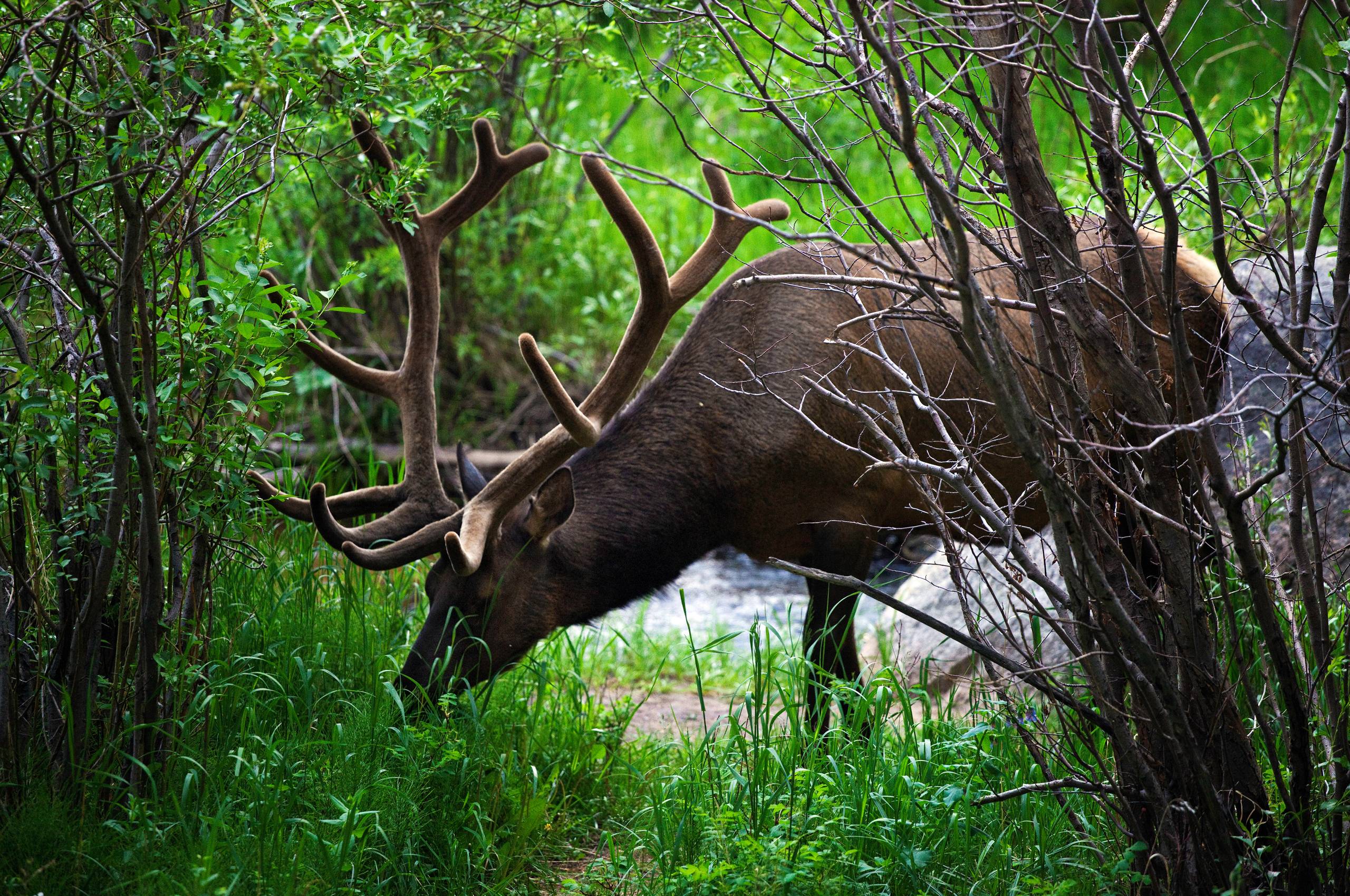 Elk Wallpapers Wallpaper Cave