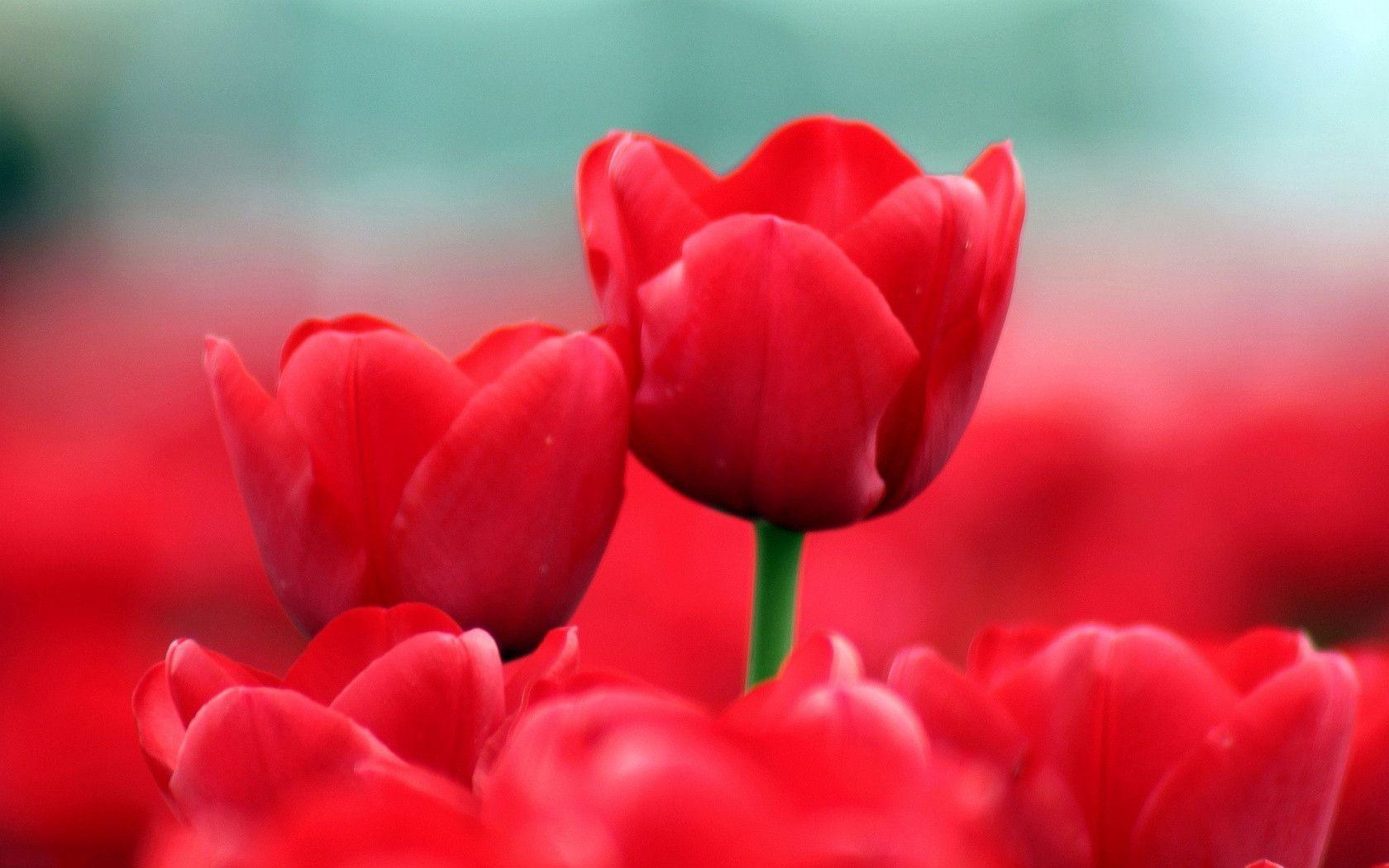 Red Tulips Wallpapers Wallpaper Cave