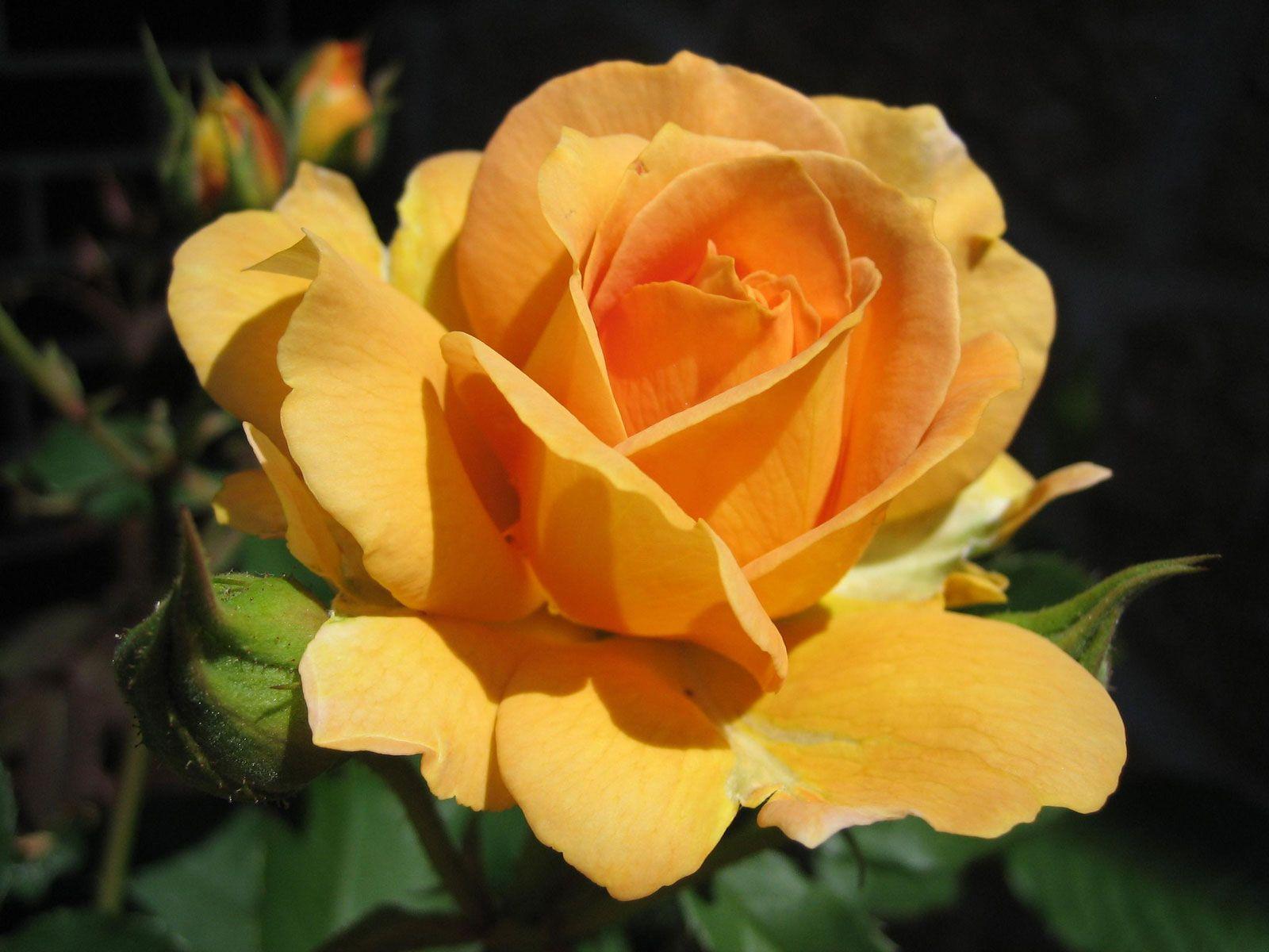 Free Yellow Rose Wallpapers Wallpaper Cave