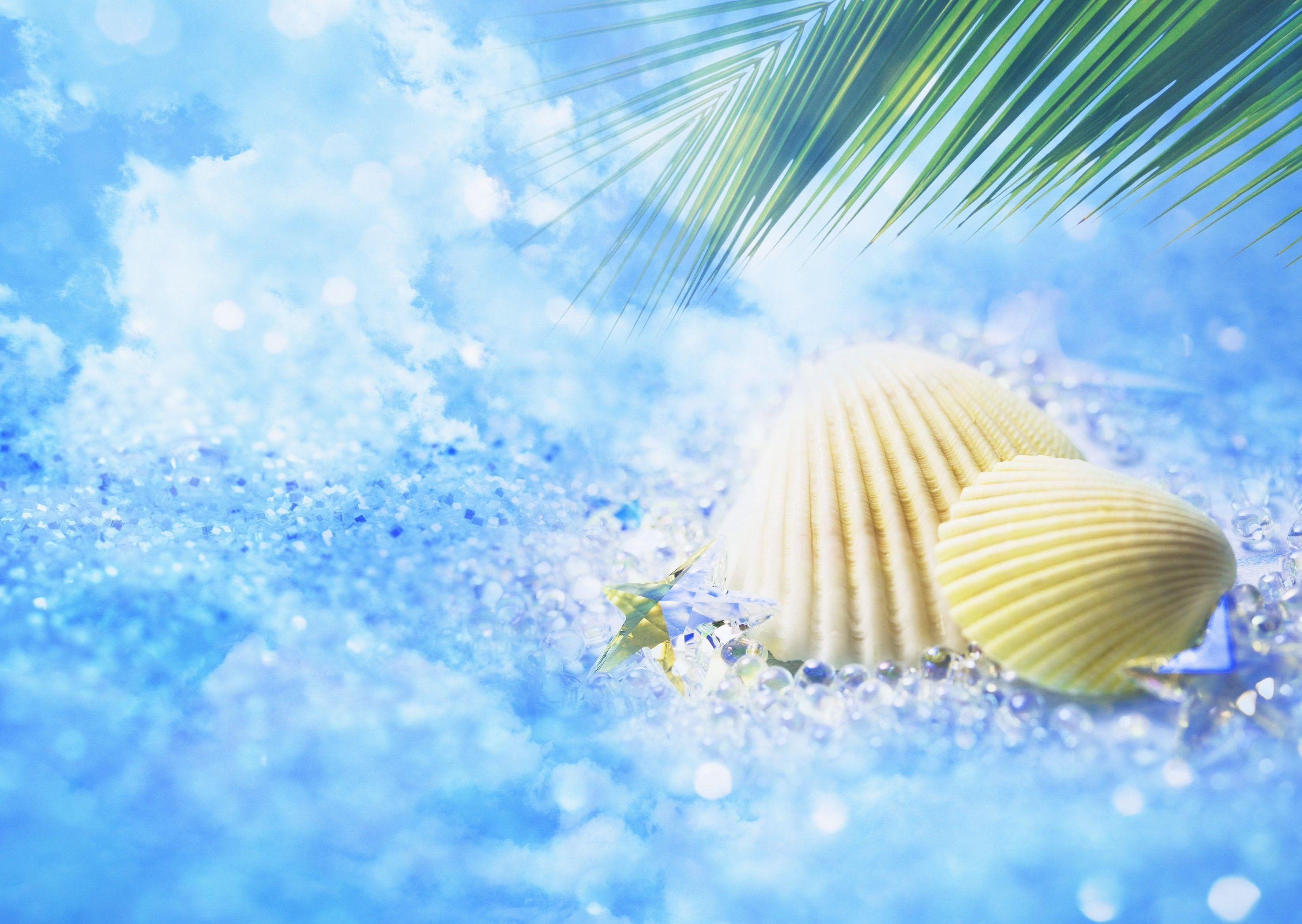 Seashell Wallpapers Wallpaper Cave