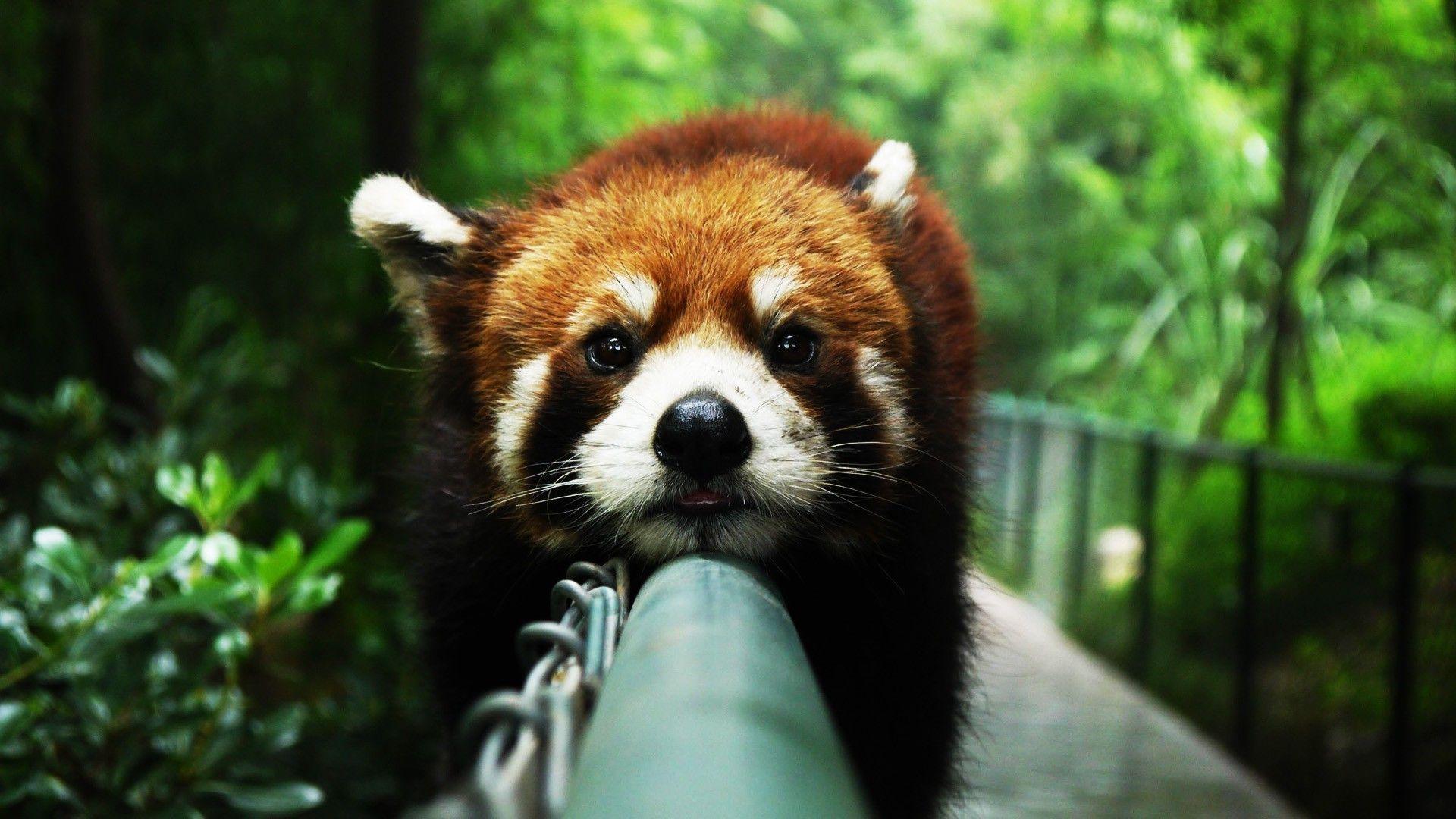 Red Panda Backgrounds Wallpaper Cave