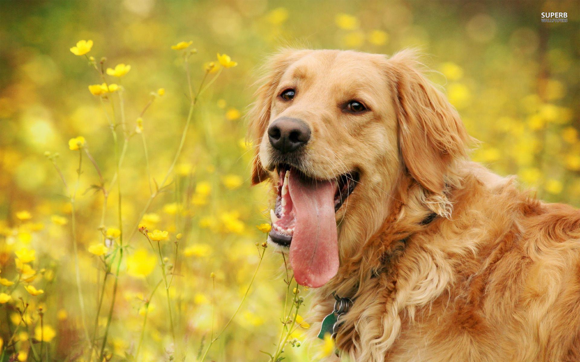 Golden Retriever Backgrounds Wallpaper Cave