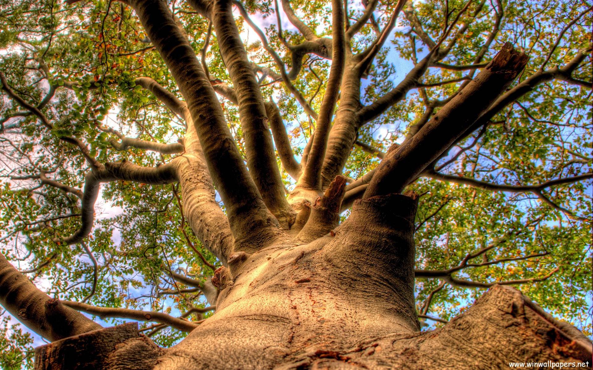 Oak Tree Wallpapers Wallpaper Cave