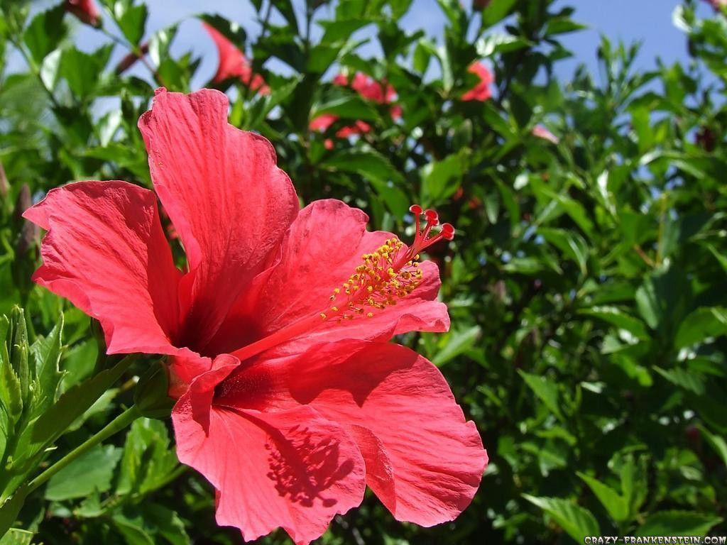 Hibiscus Flower Wallpapers Wallpaper Cave