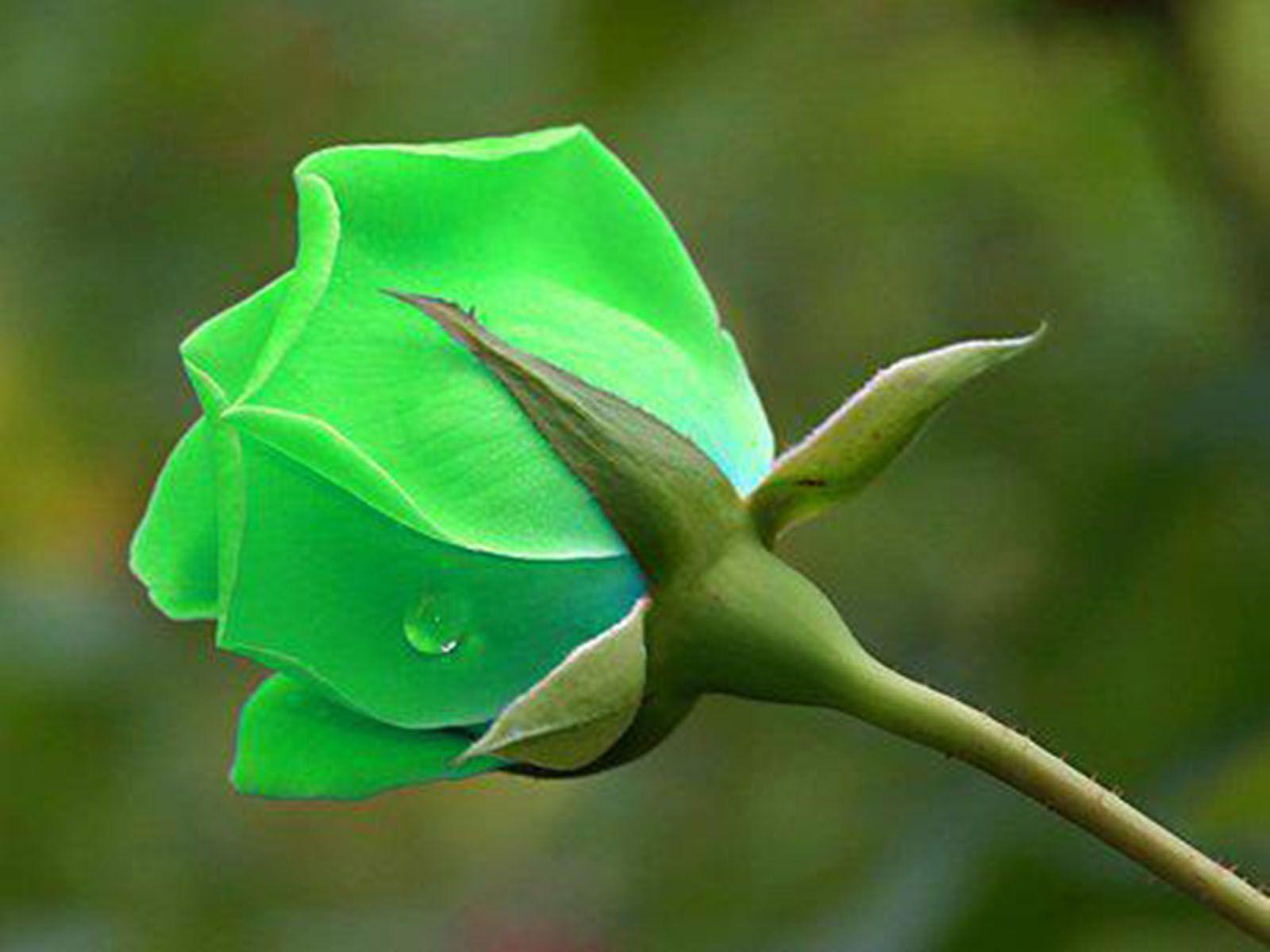 Green Rose Wallpapers Wallpaper Cave