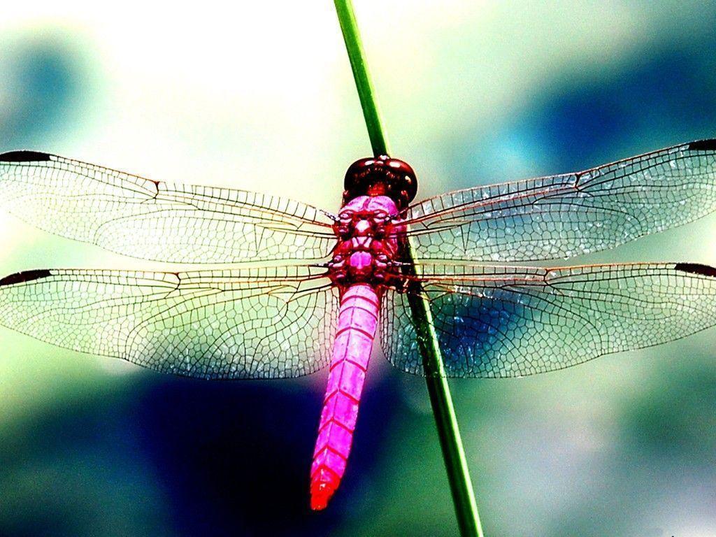 Dragonfly Wallpapers Wallpaper Cave