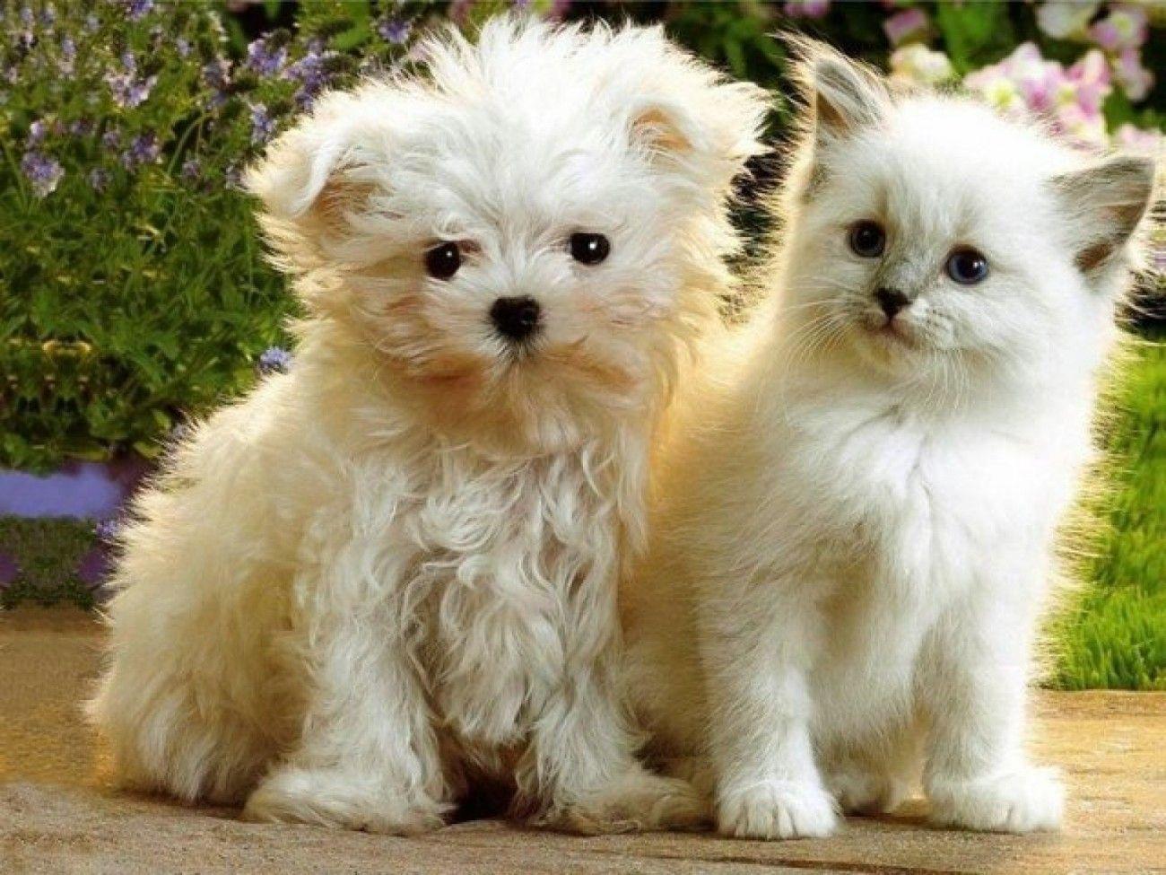 Puppies And Kittens Wallpapers Wallpaper Cave