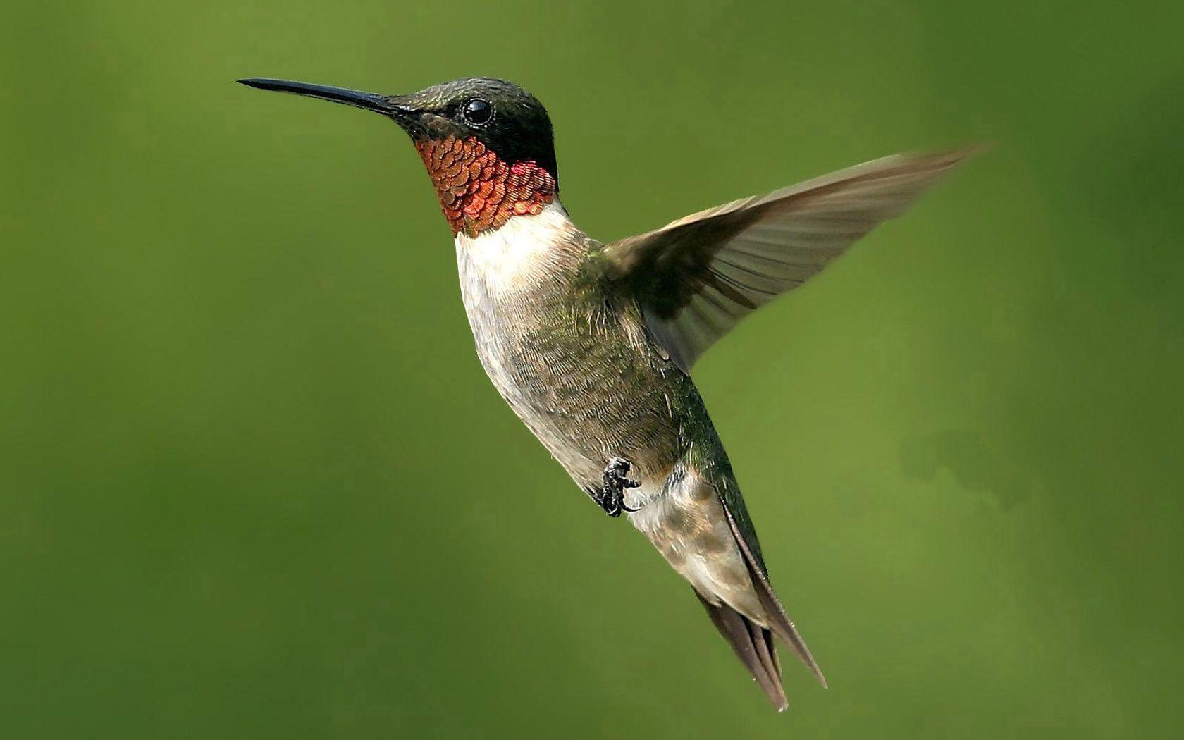 Hummingbird Wallpaper Backgrounds Wallpaper Cave