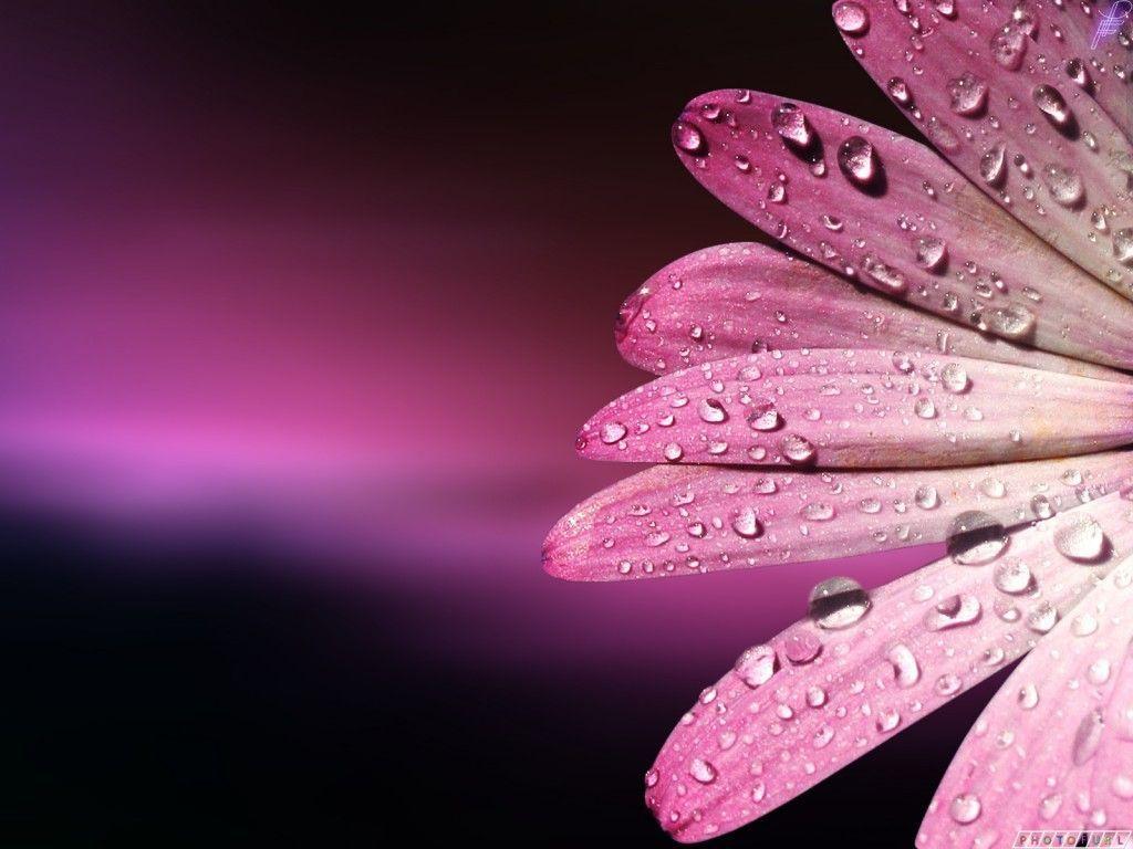 Beautiful Pink Wallpapers Wallpaper Cave