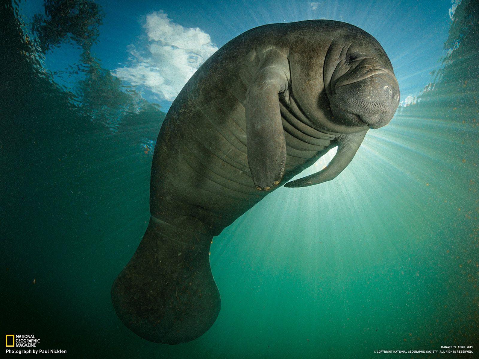 Manatee Wallpapers Wallpaper Cave