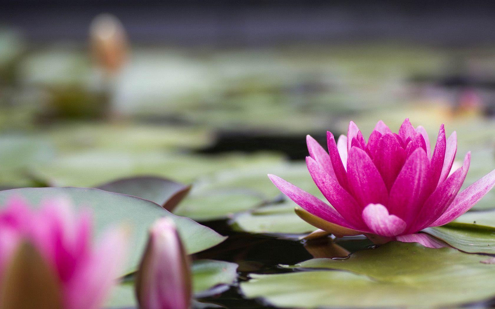 Water Lily Wallpapers Wallpaper Cave