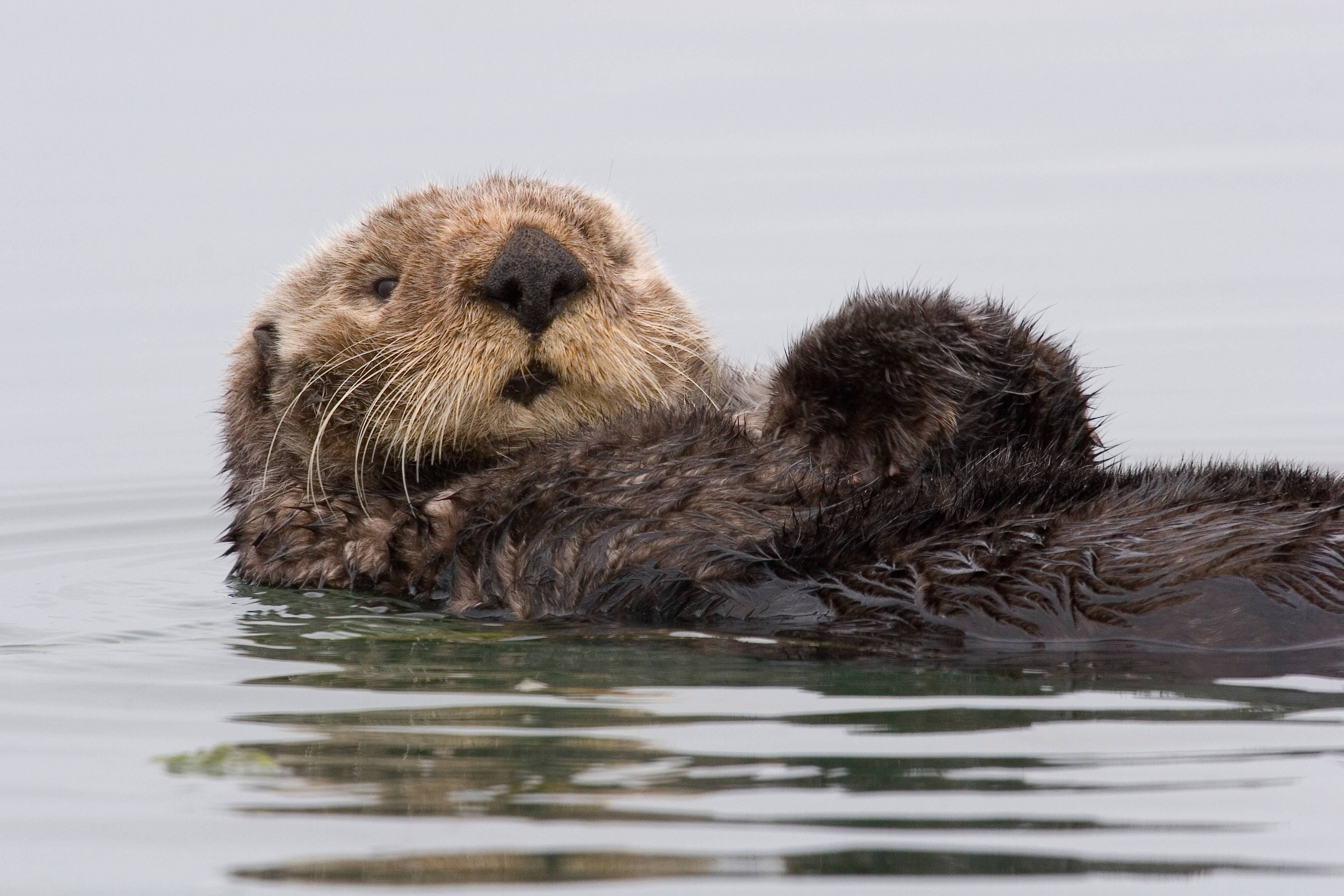 Sea Otter Wallpapers Wallpaper Cave