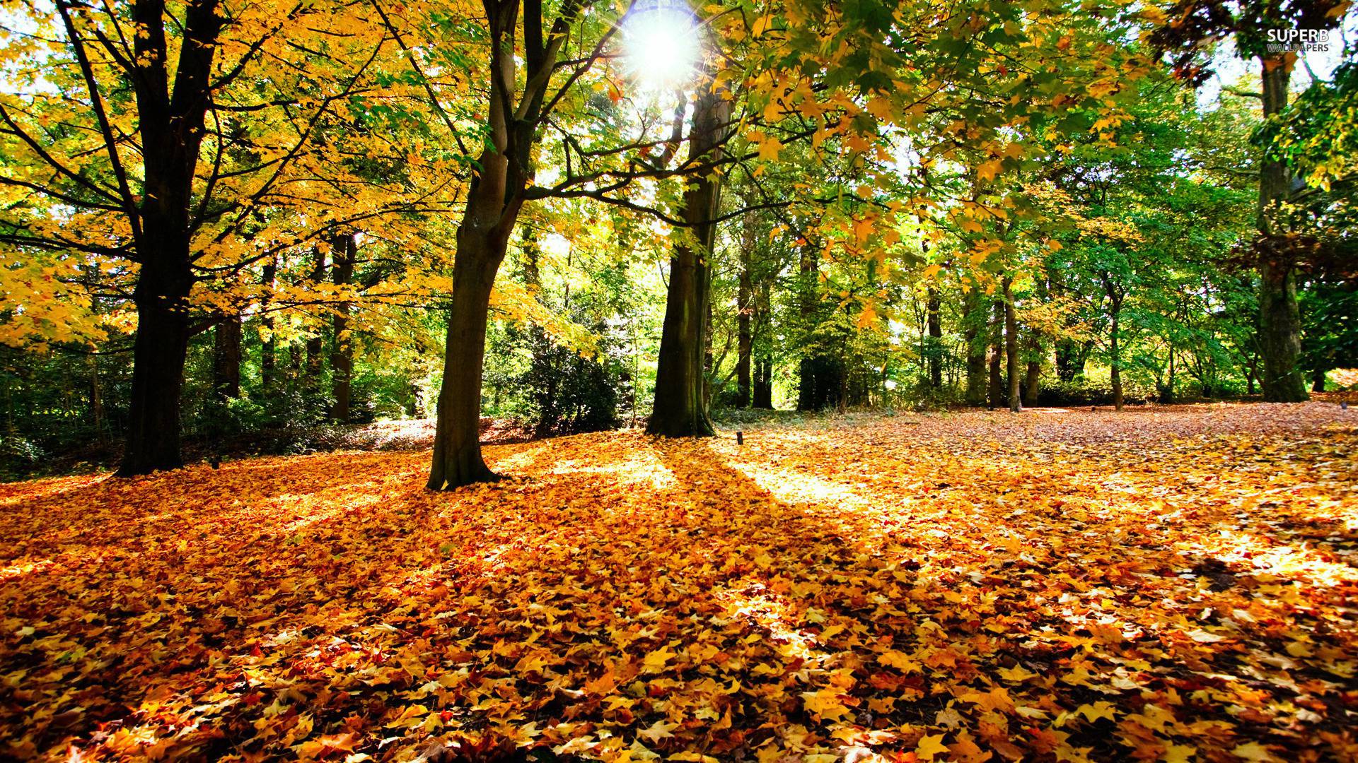1920x1080 Fall Wallpapers Wallpaper Cave