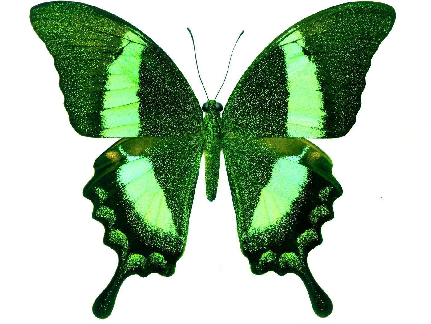 Green Butterfly Wallpapers Wallpaper Cave