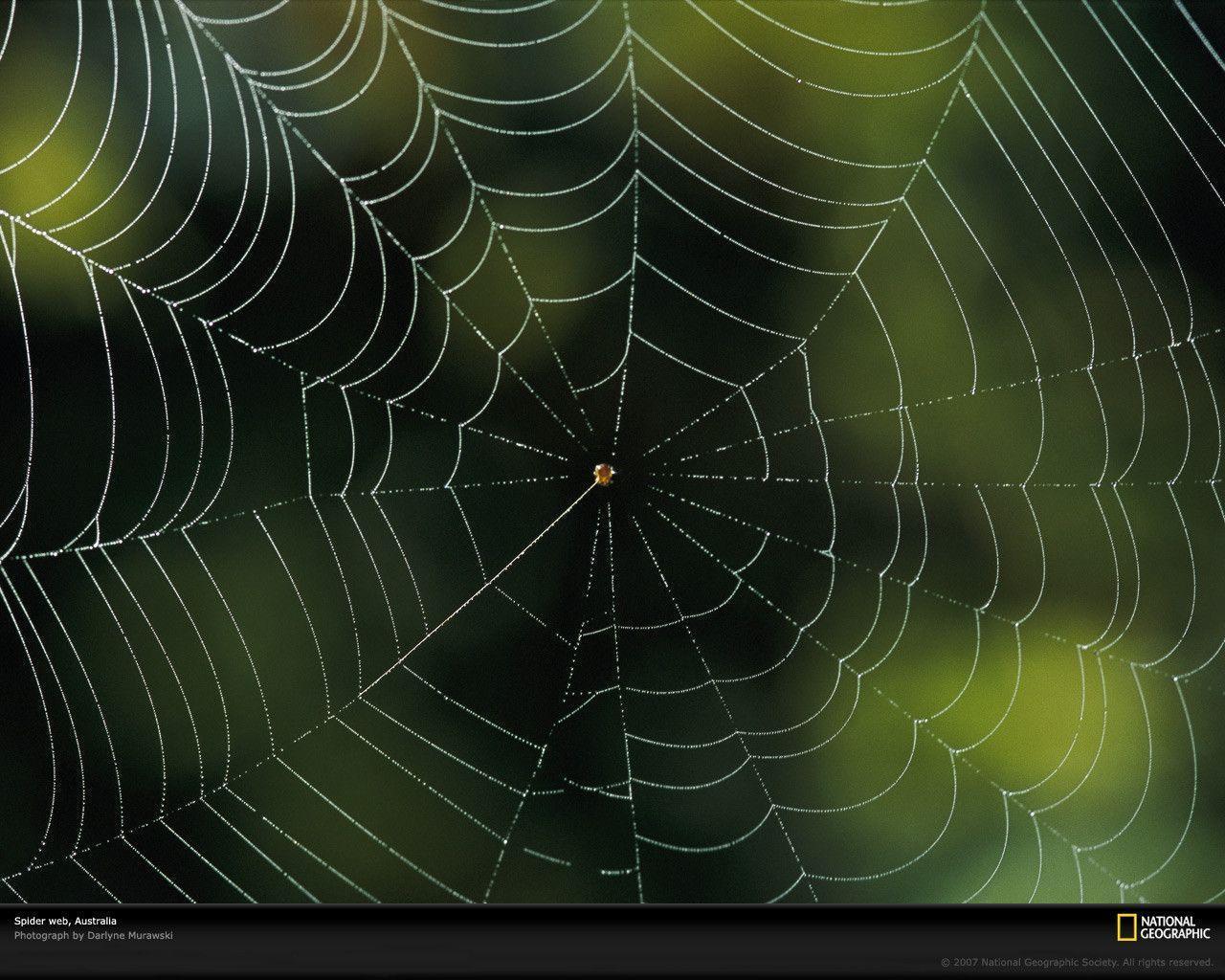 Spider Web Backgrounds Wallpaper Cave