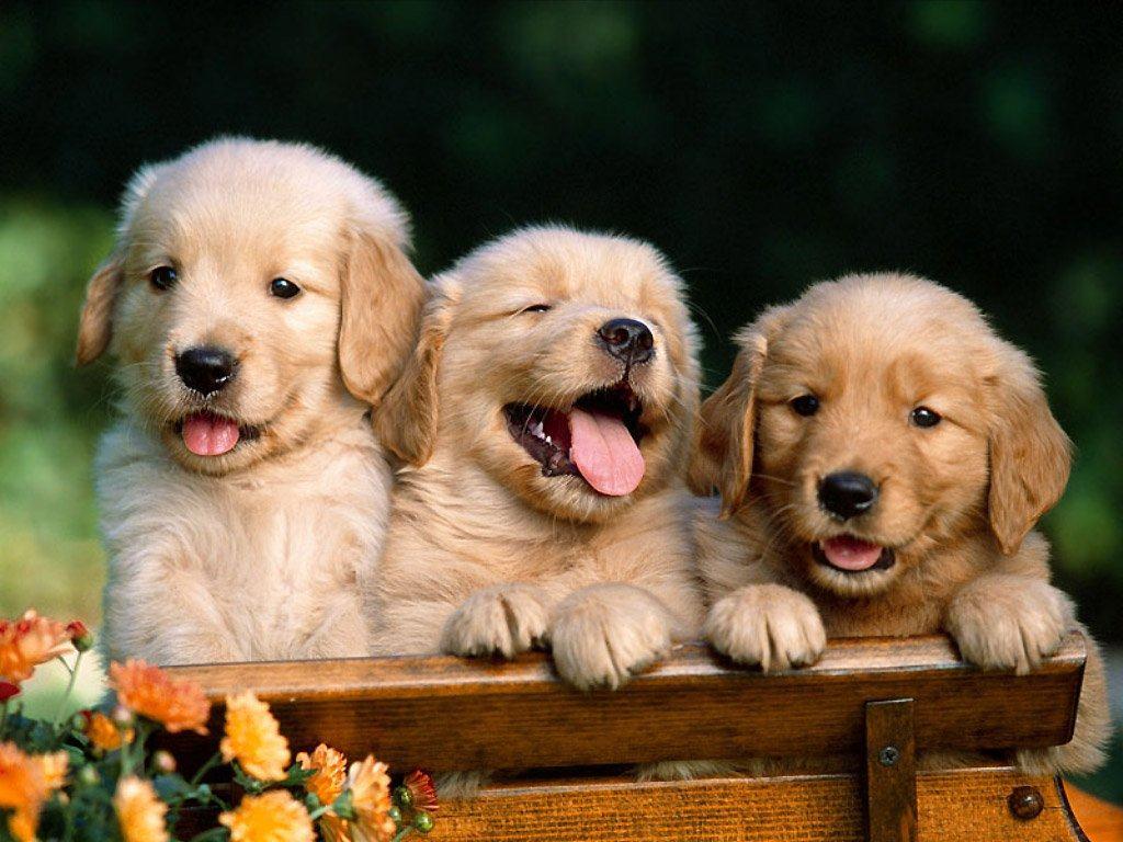 Cute Dogs And Puppies Wallpapers Wallpaper Cave