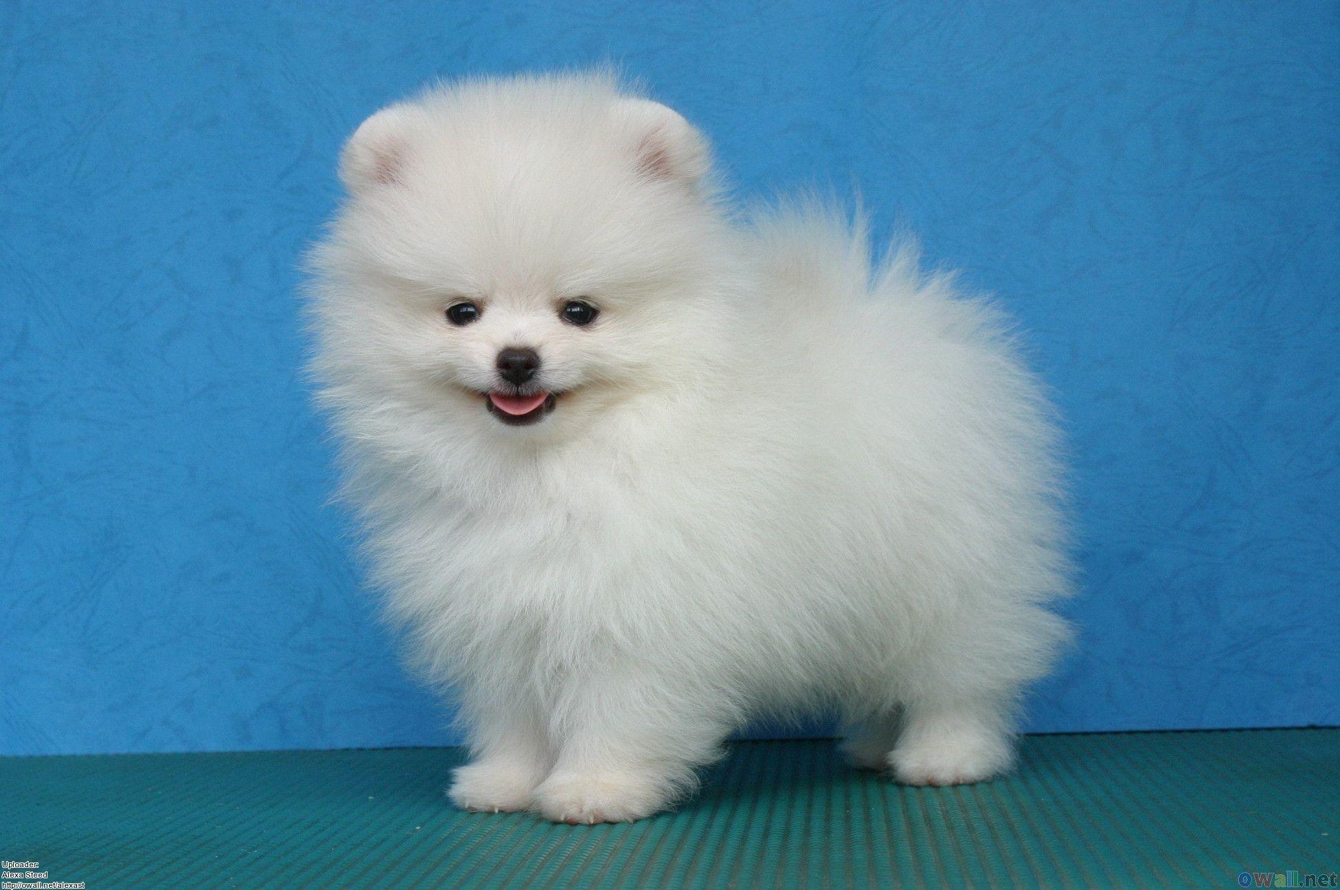 Pomeranian Wallpapers Wallpaper Cave