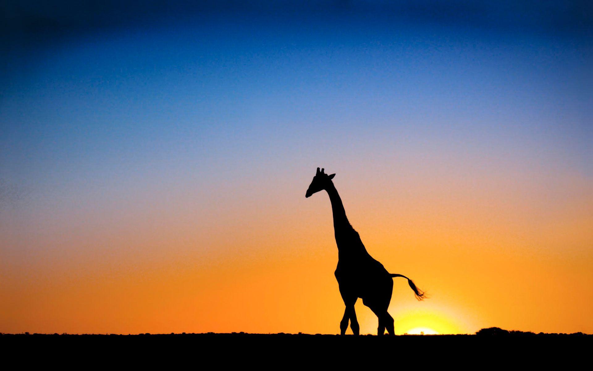 Giraffe Backgrounds Wallpaper Cave