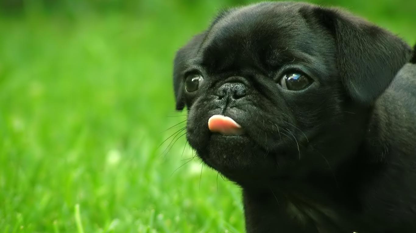 Pug Puppy Wallpapers Wallpaper Cave