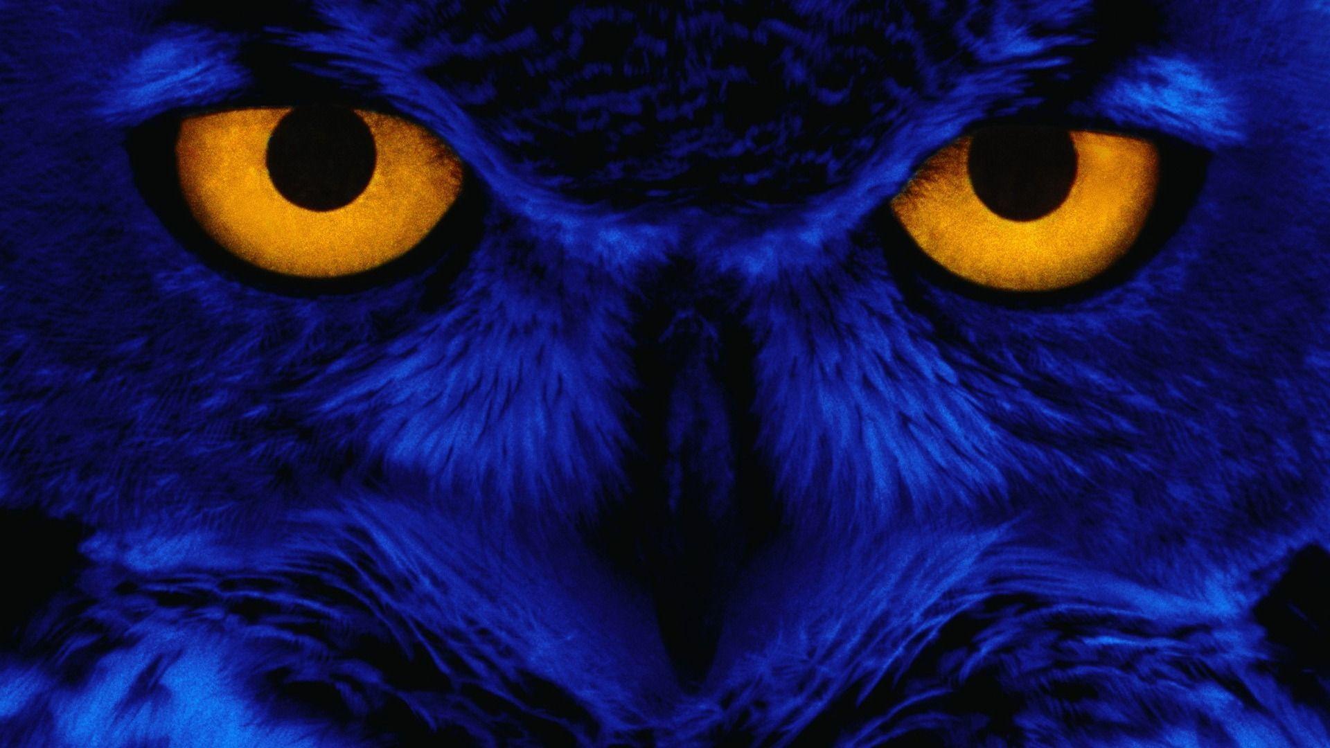 Free Owl Wallpapers Wallpaper Cave