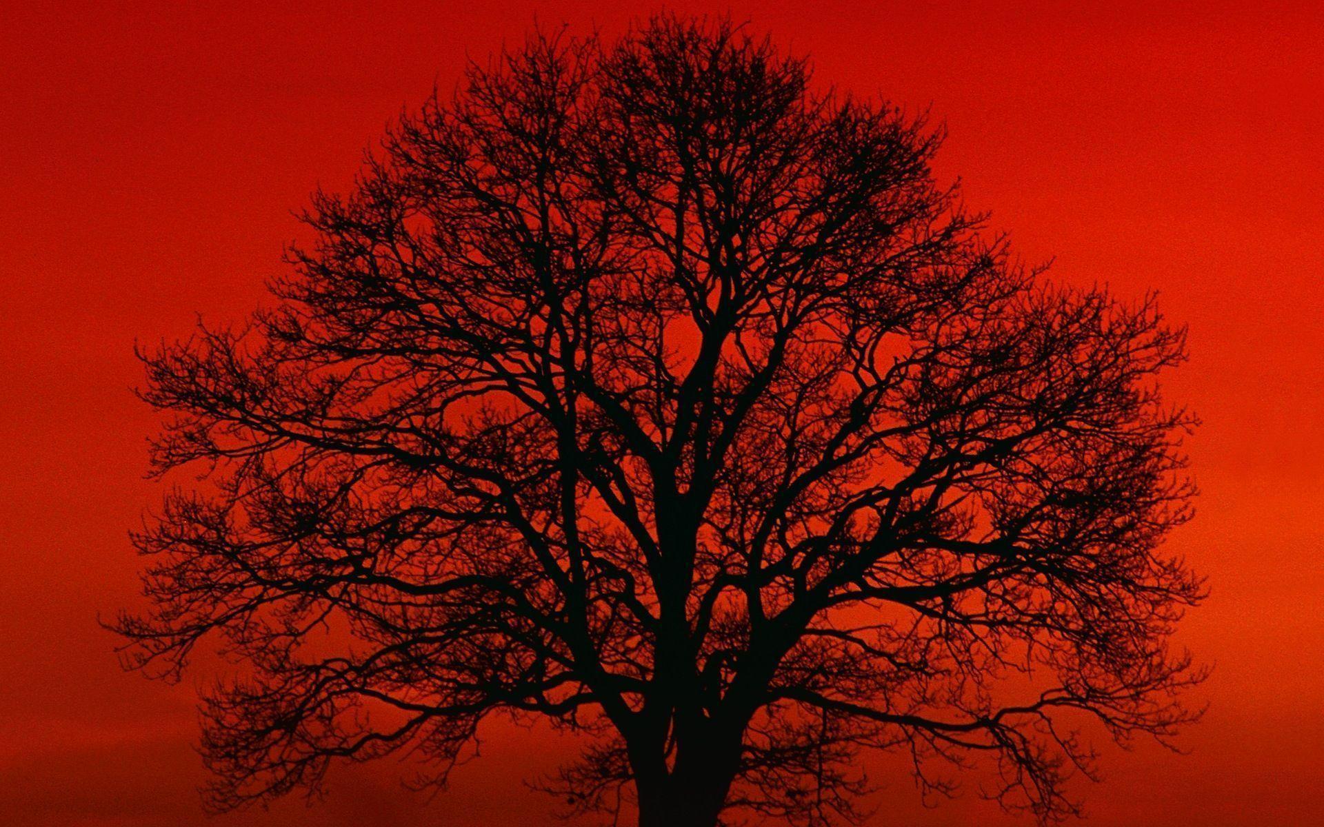 Red Nature Wallpapers Wallpaper Cave