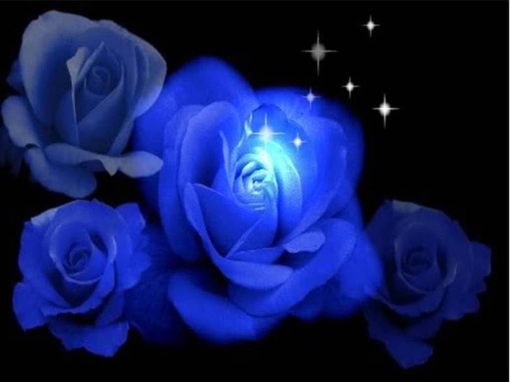 Blue Rose Wallpapers Wallpaper Cave