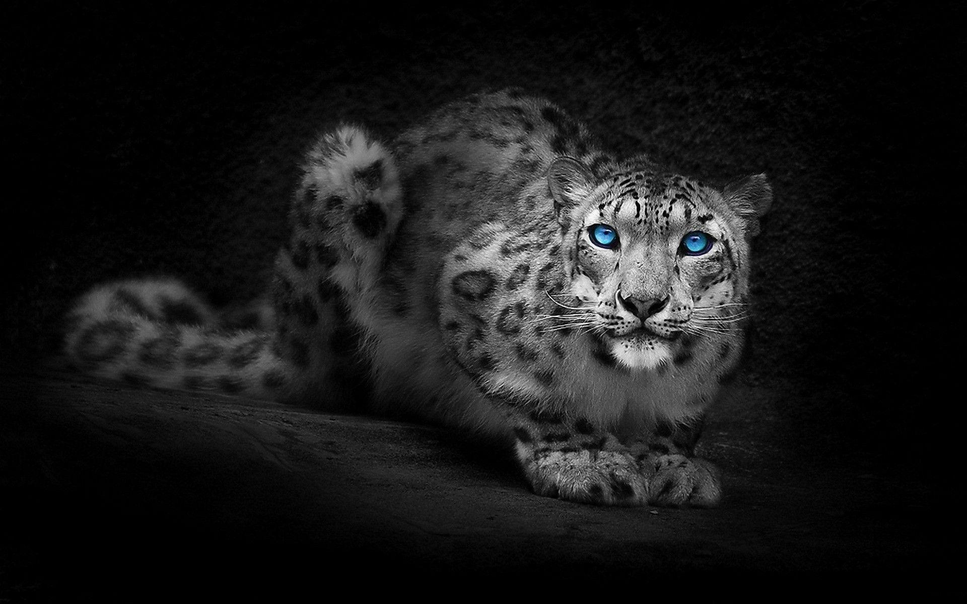Blue Eyes Wallpapers Wallpaper Cave